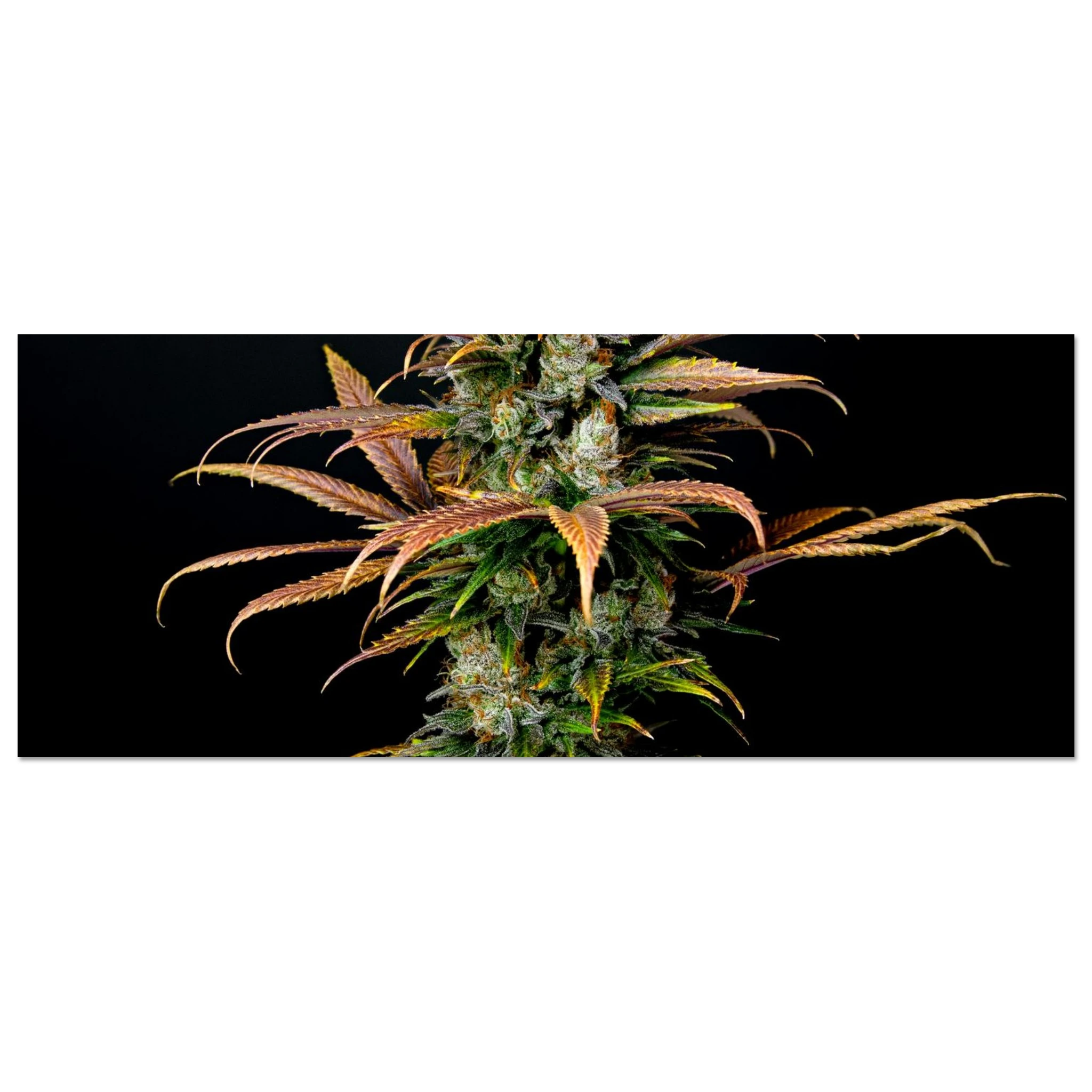 6260ae2e-bfad-4525-aaca-849f9af63423