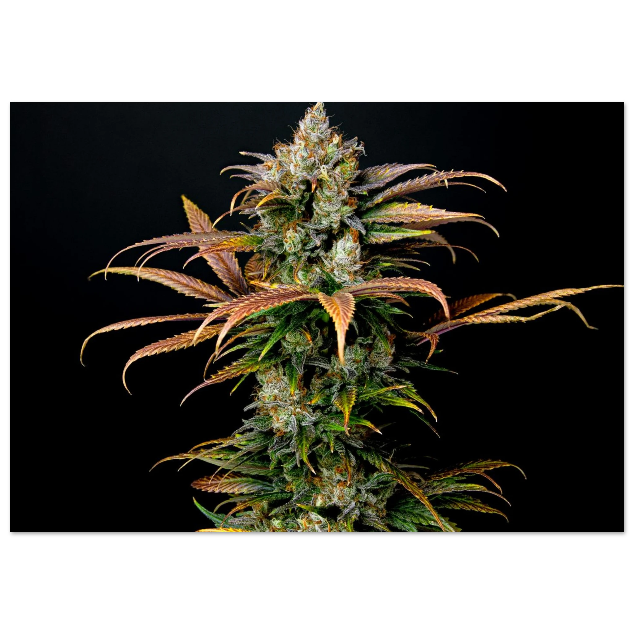 669e7b71-d48e-4c4d-a6f9-b43c1631e9b0