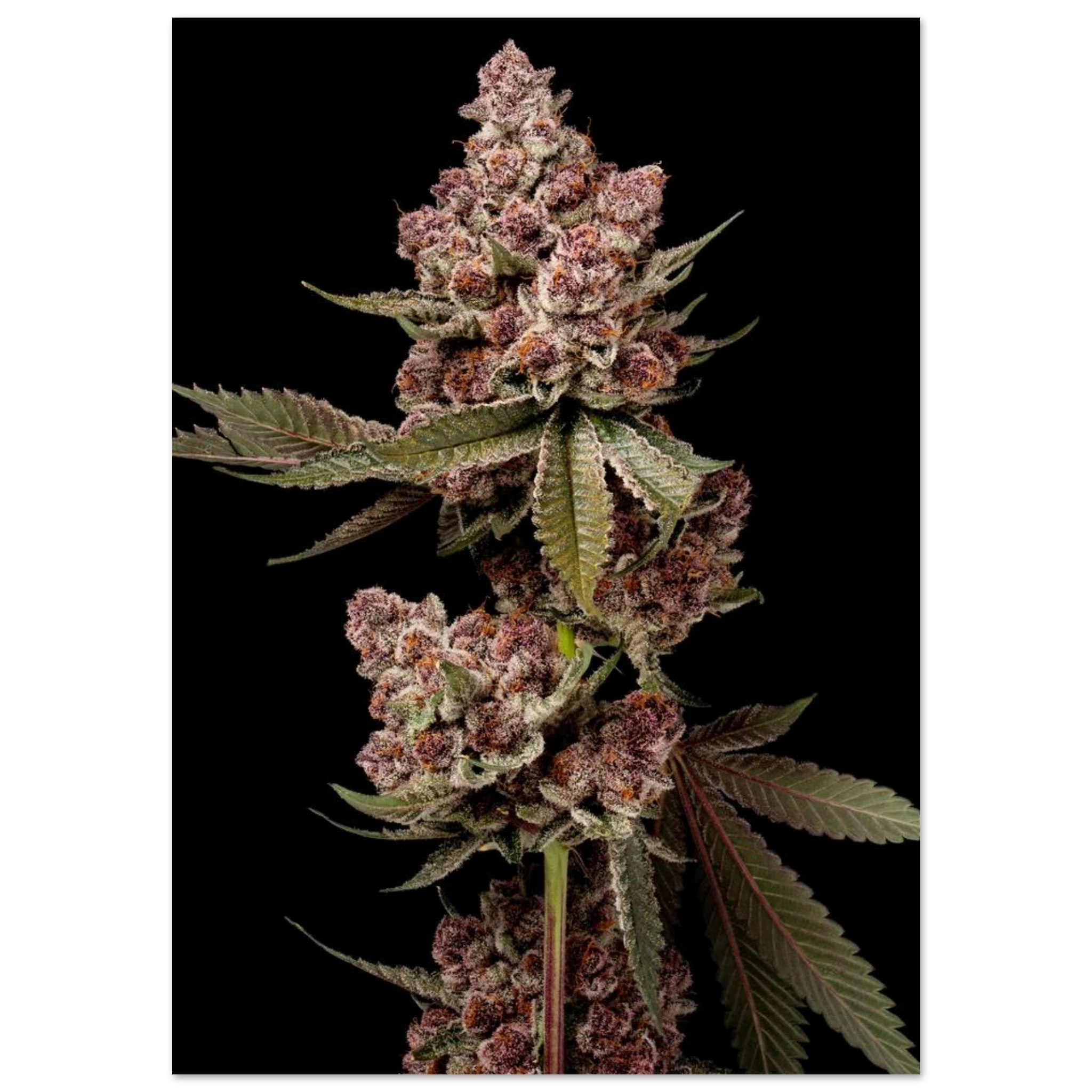 671bc8bd-f81b-451f-a016-2832ca0ba350