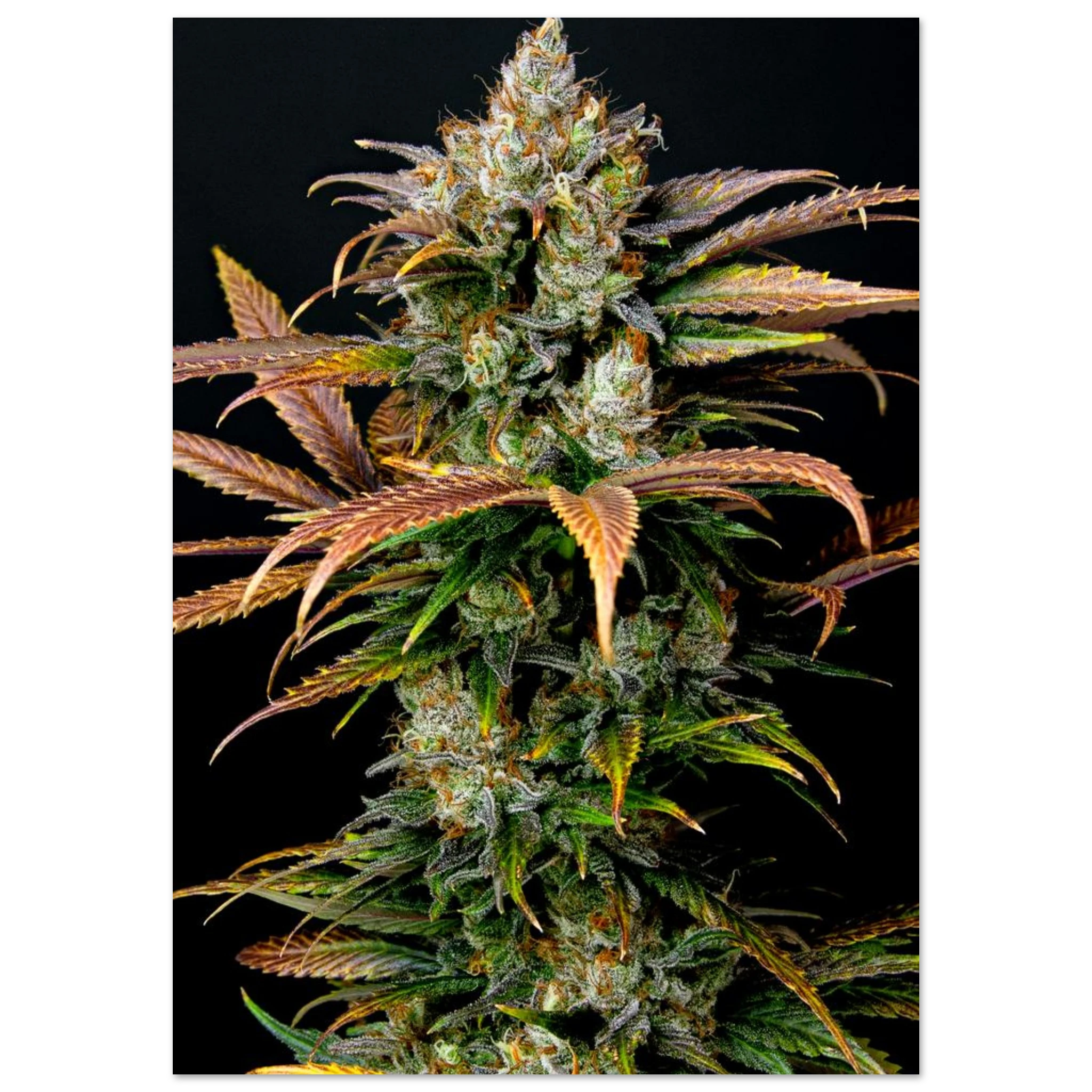 676a2fd9-1c8b-4663-a099-e71b3a1cd048