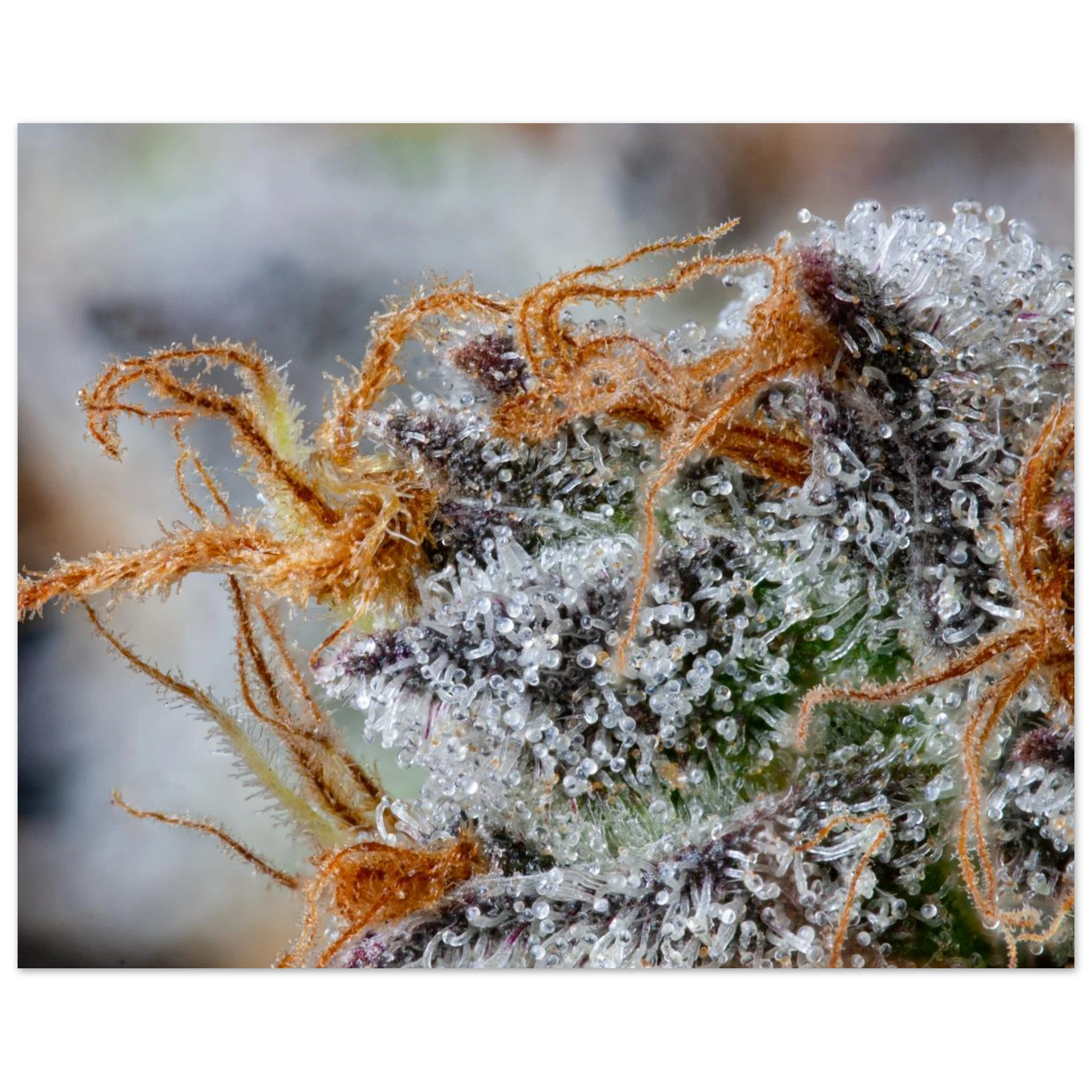 68e72e41-688c-4b3b-9000-5d08c6b72e68