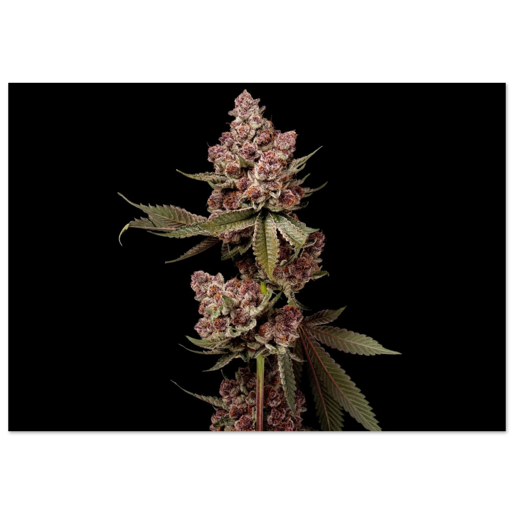 6a370639-773f-4652-9662-351f7d9675d5