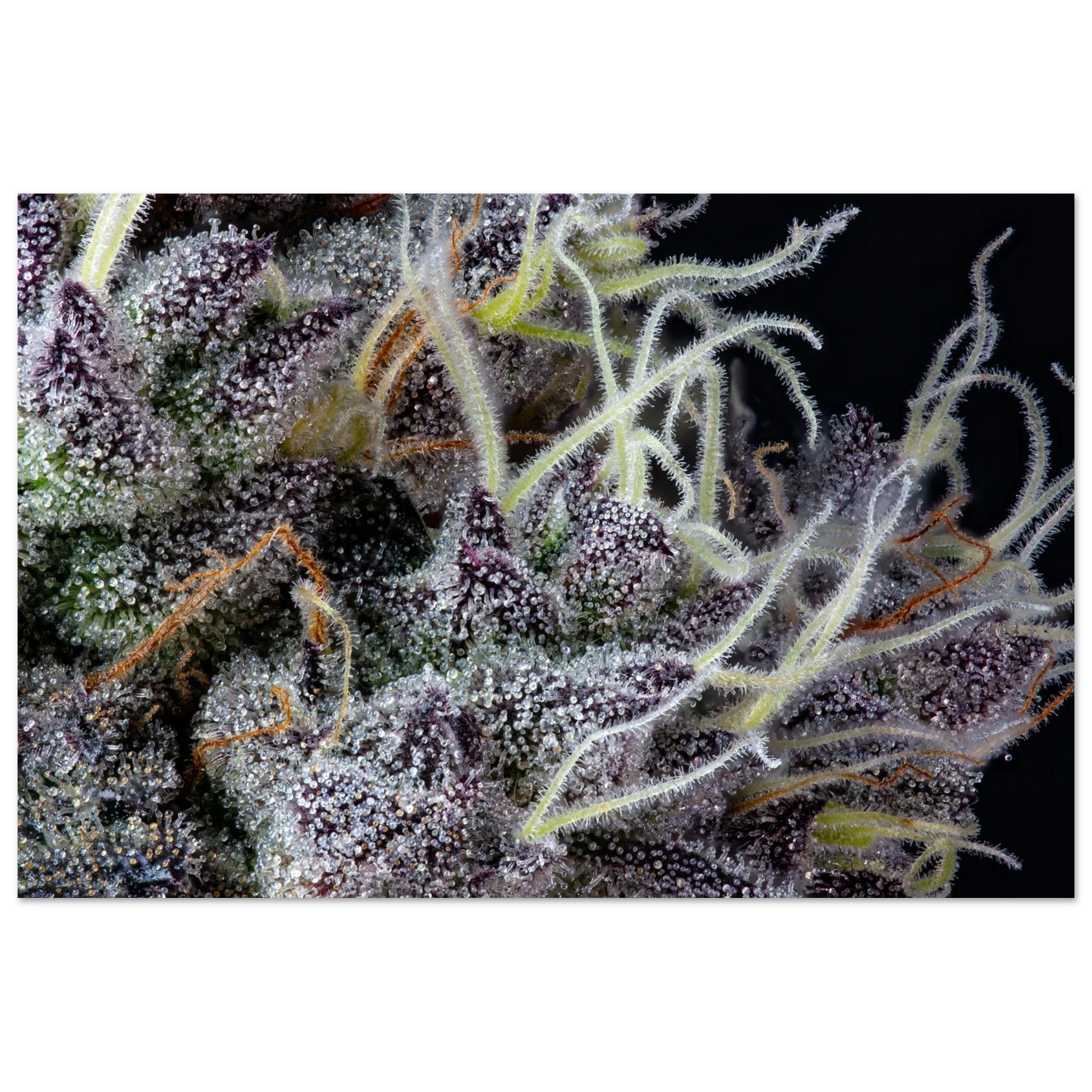 6a97296f-61e2-486b-aae2-ca16b9e77990