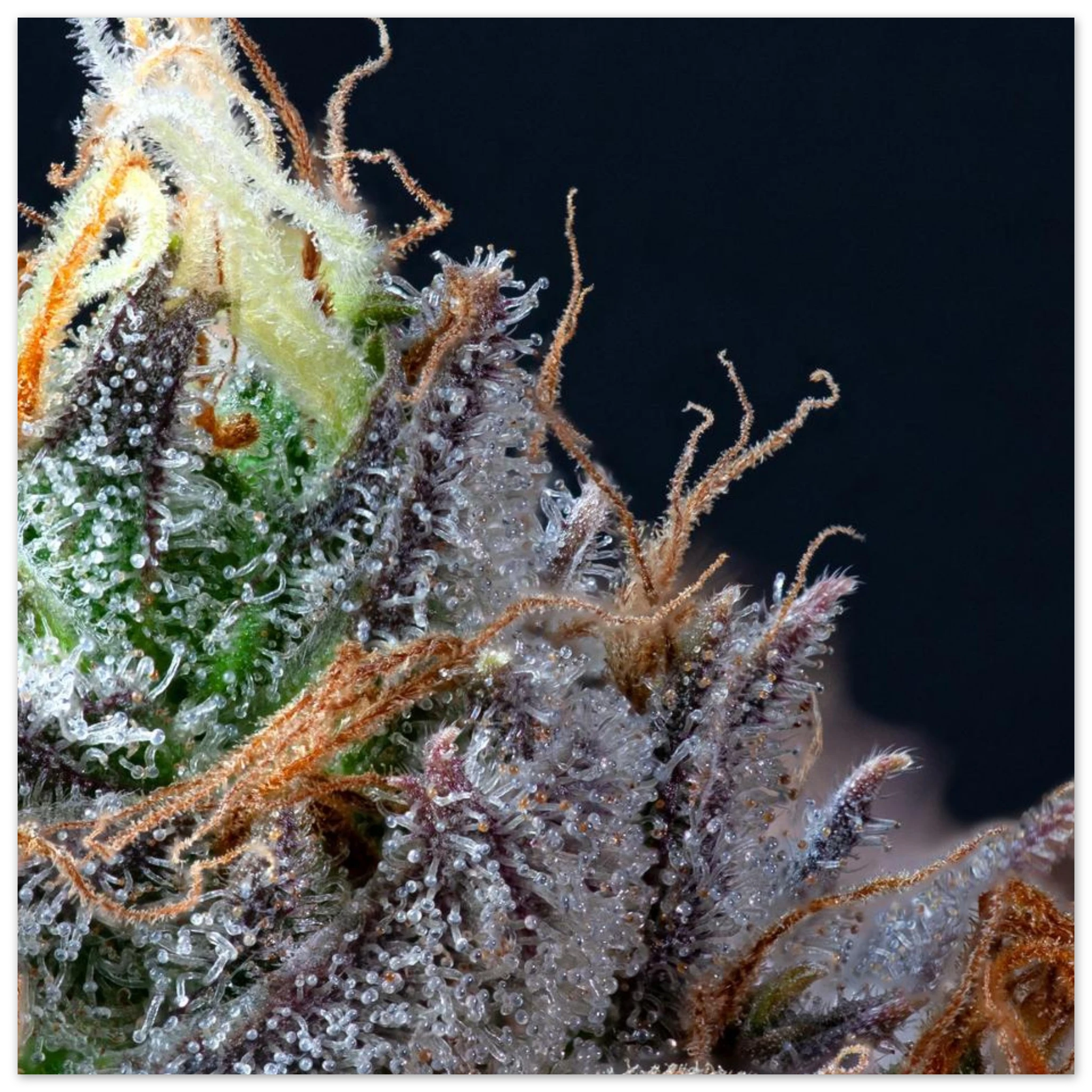 6c2f56fd-da93-48d4-9cea-34684c5db988