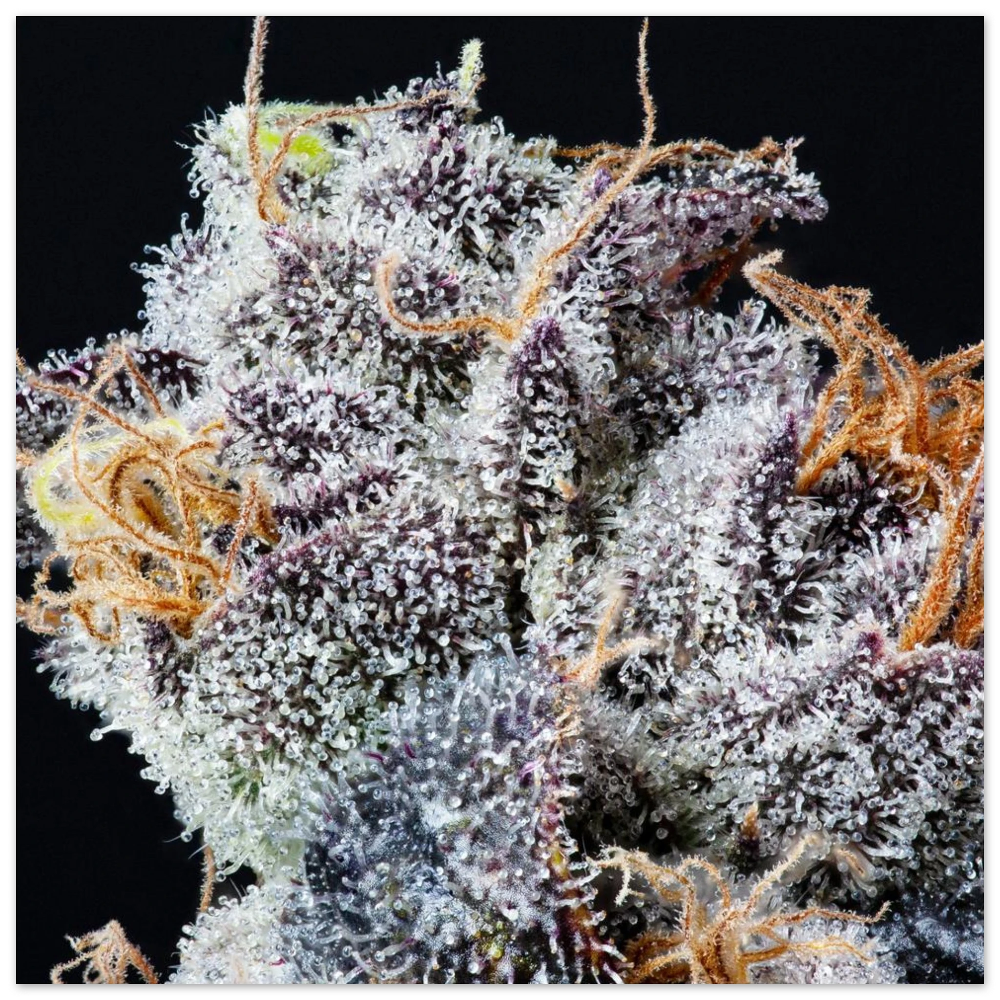 75ac071a-8a22-4119-8844-8855297174c1