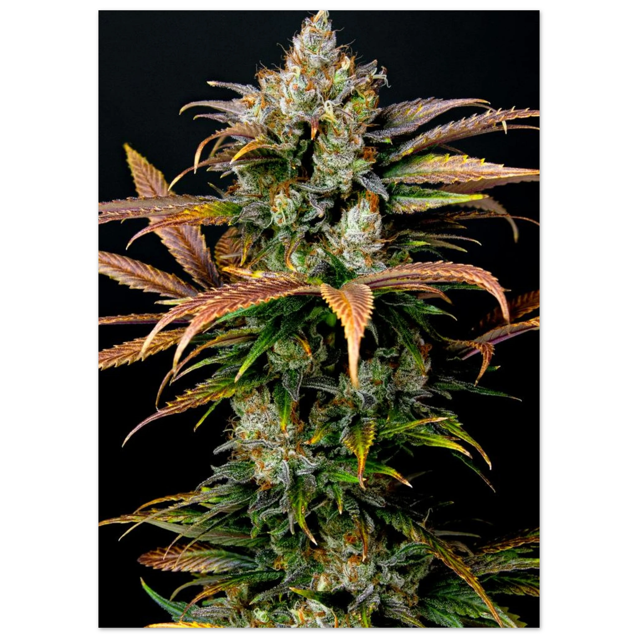 75bdb394-4713-411f-b47a-2bdea317ccc3