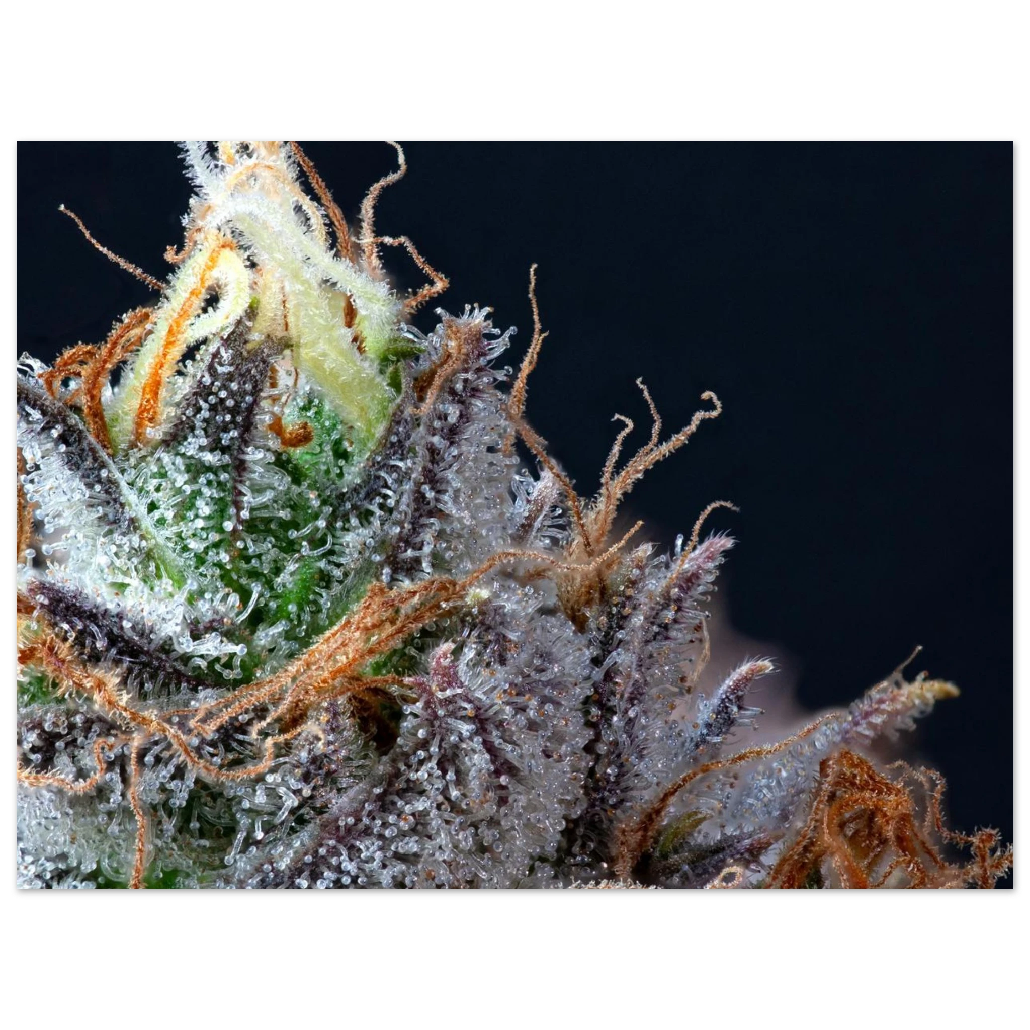 79a713a6-51b0-414f-b7e2-23ccfd06dde5