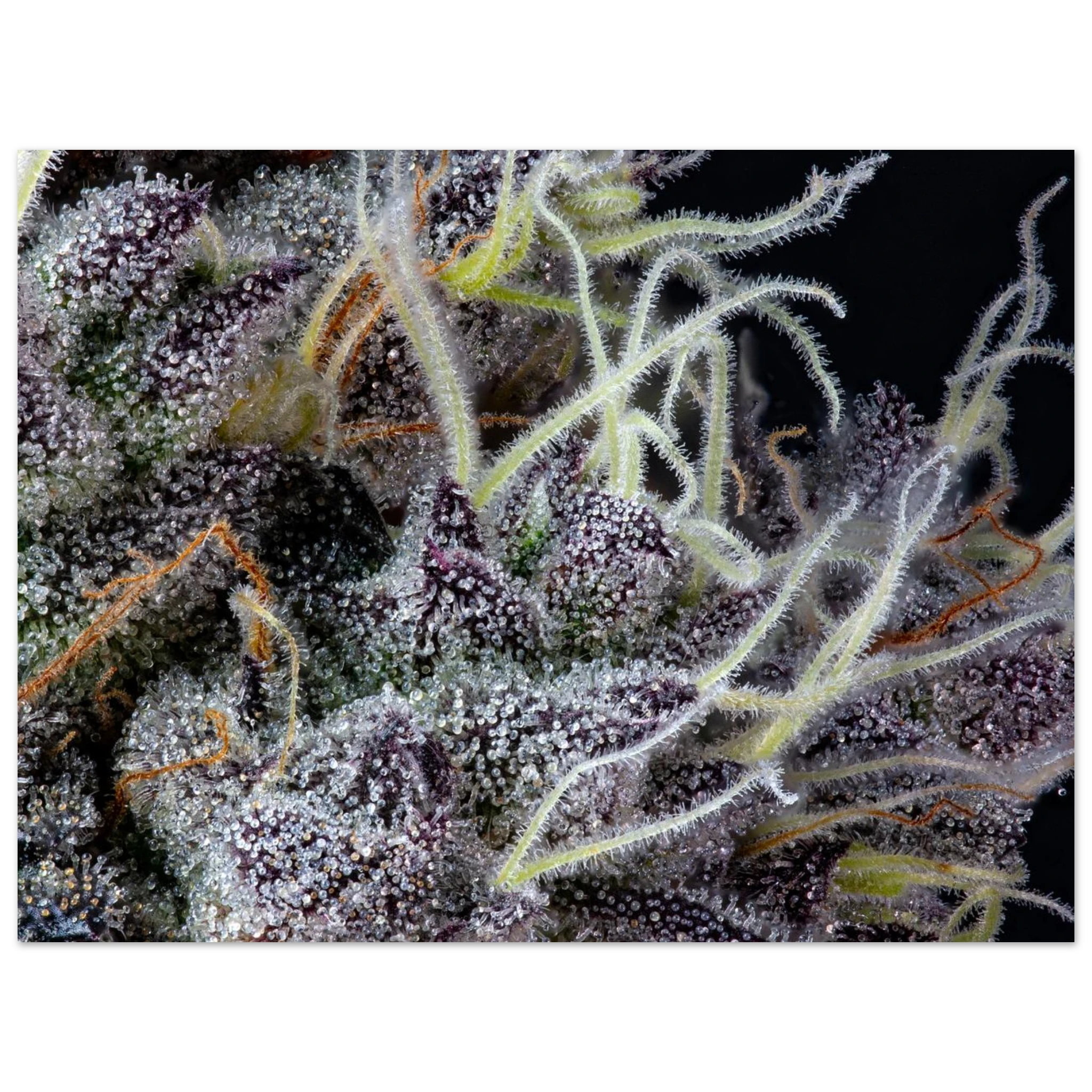 7a420108-2776-4f92-bcf0-e509146ce482