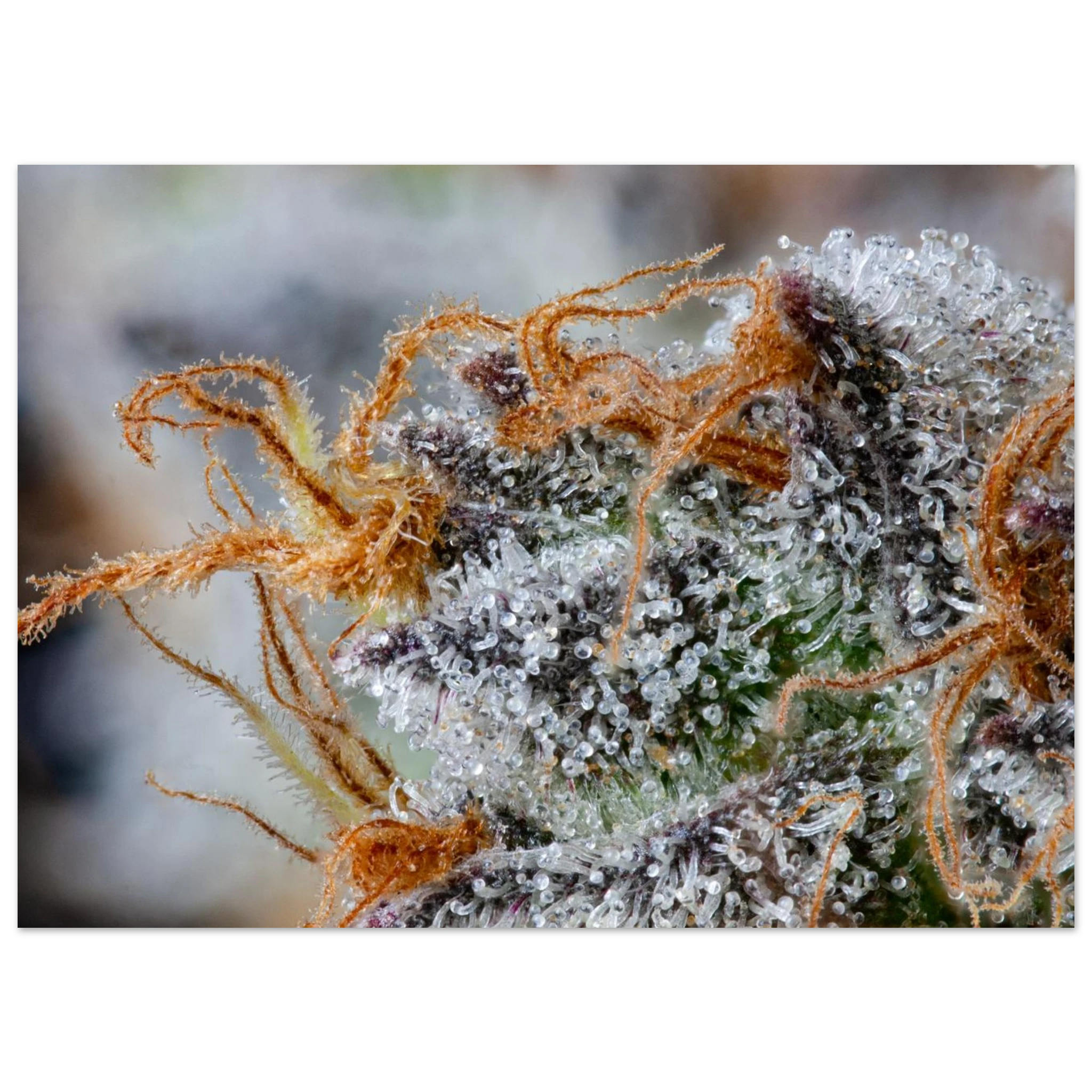 7c11e8ee-22ca-40f2-9790-cbbdd7a47525