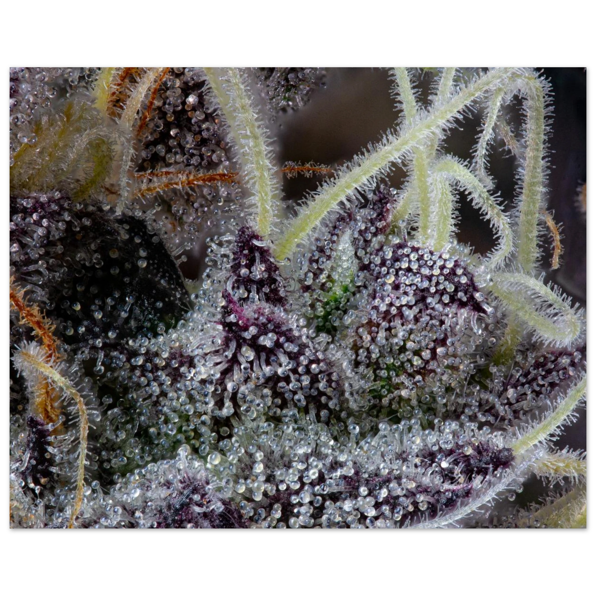 7d7a4a0e-abdc-4963-aade-ad9fe232f004