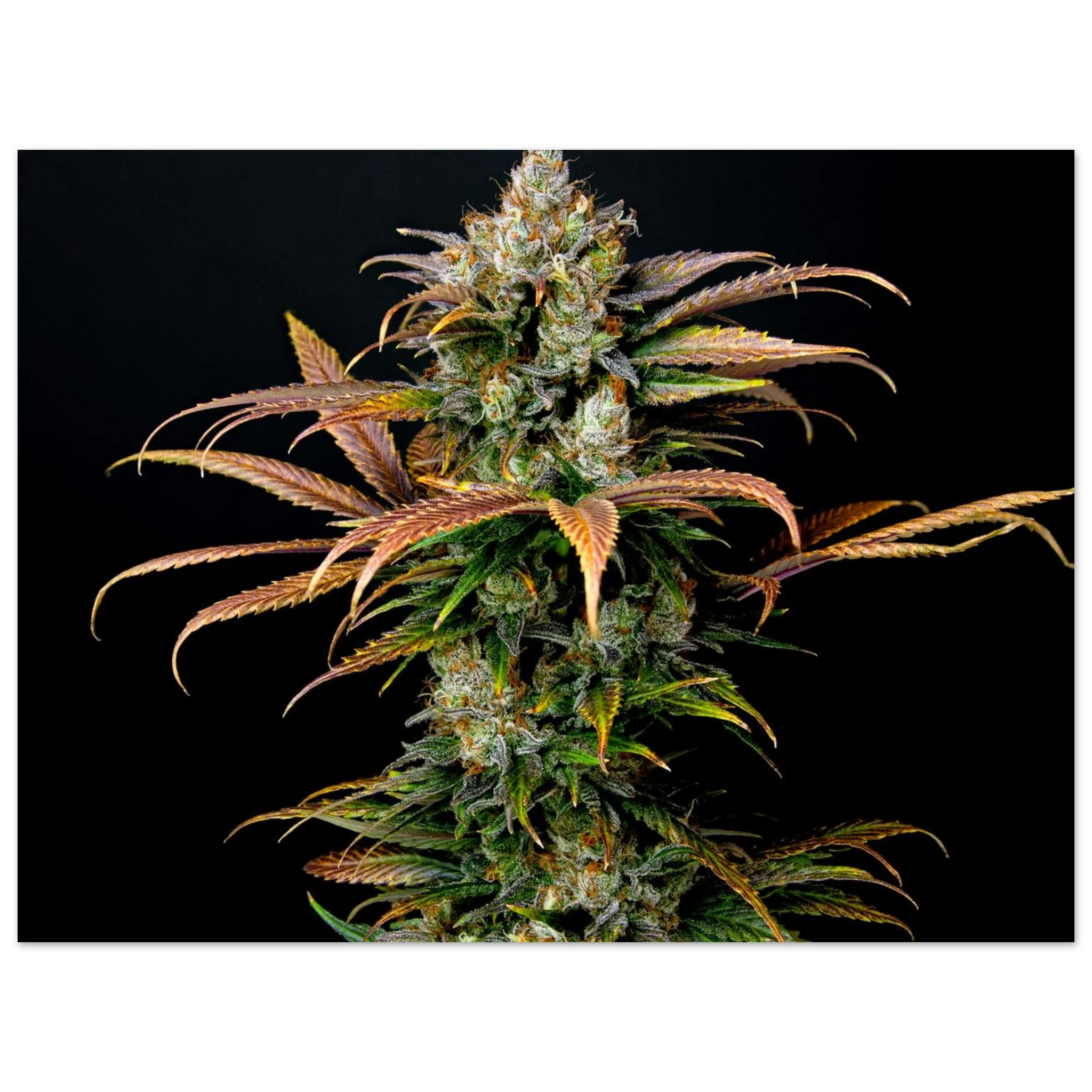 8021774f-6bf1-4815-b45a-2f9e69624300