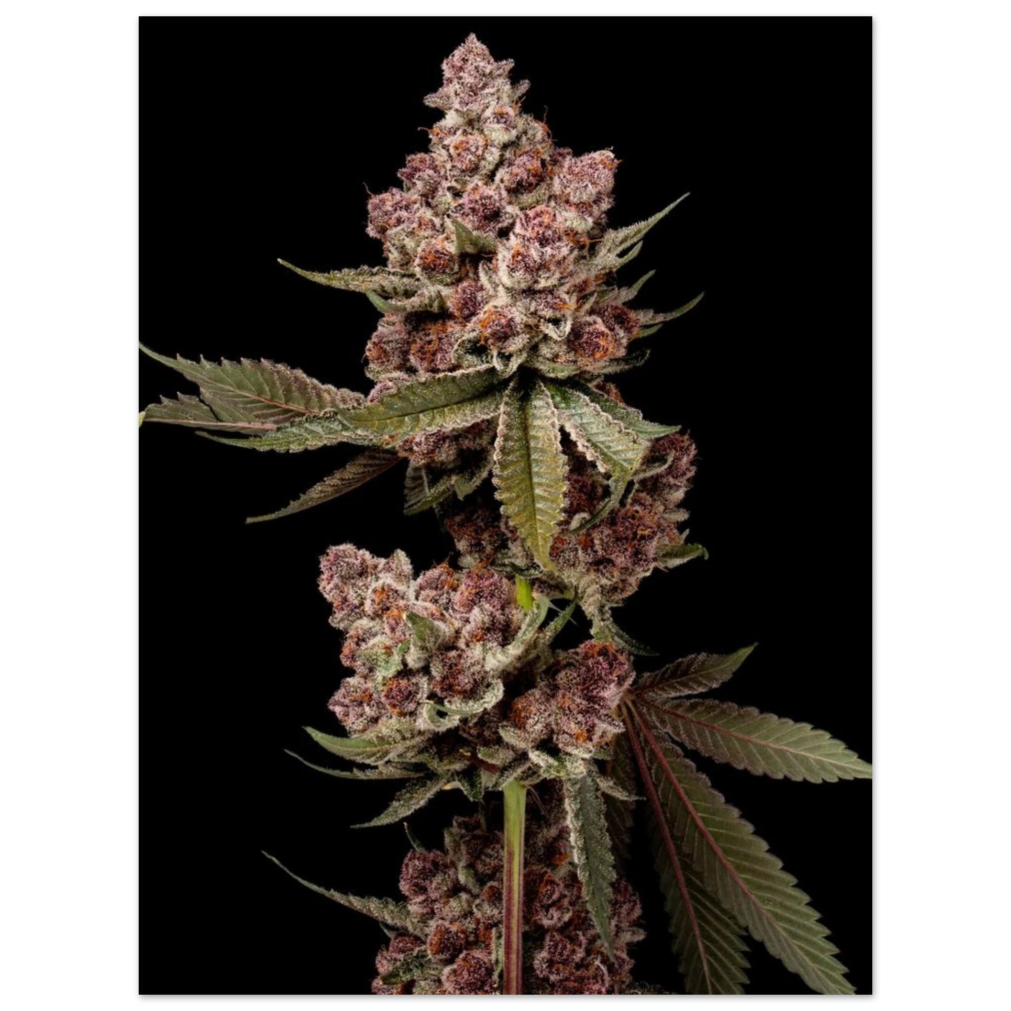 8082eb06-d553-4602-af53-9eb72e79bfd2