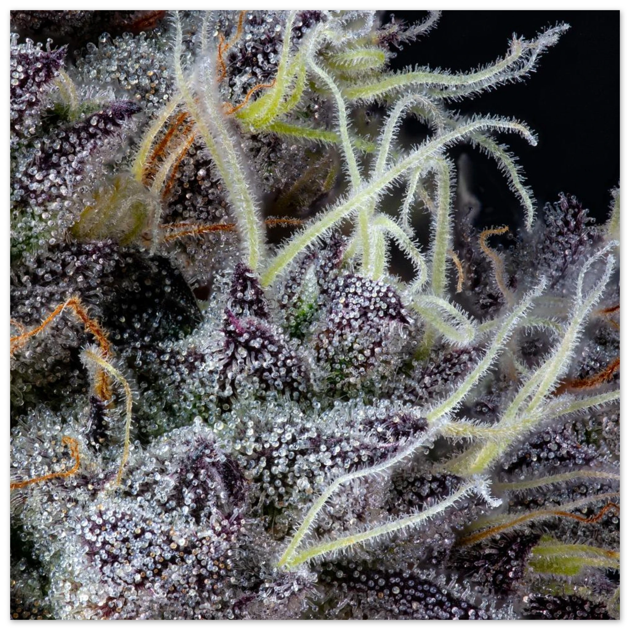 813b6700-0fef-4dfa-92f1-96cfba5bbea1