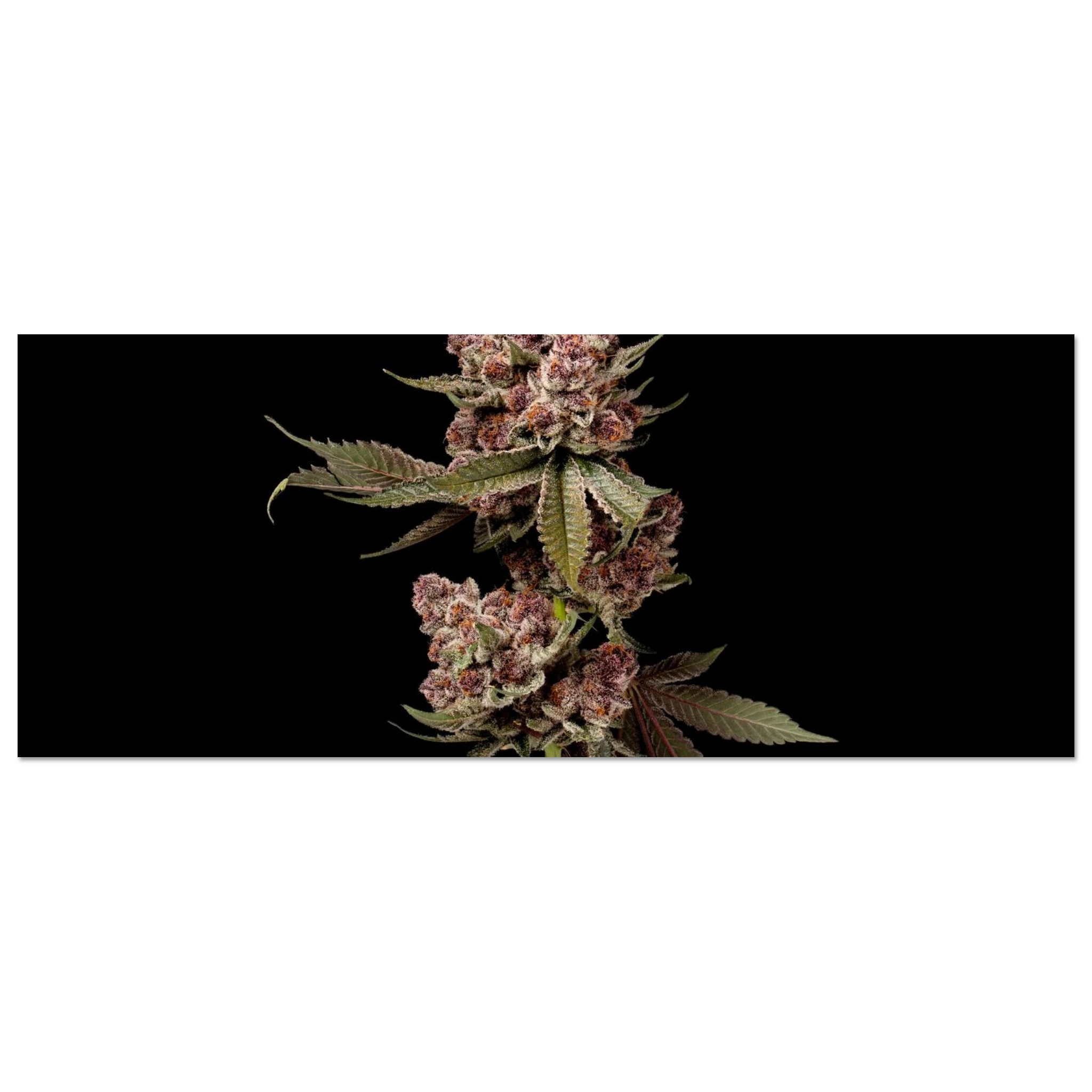 81d4484e-5273-471a-ad3d-c6eba230a0ea