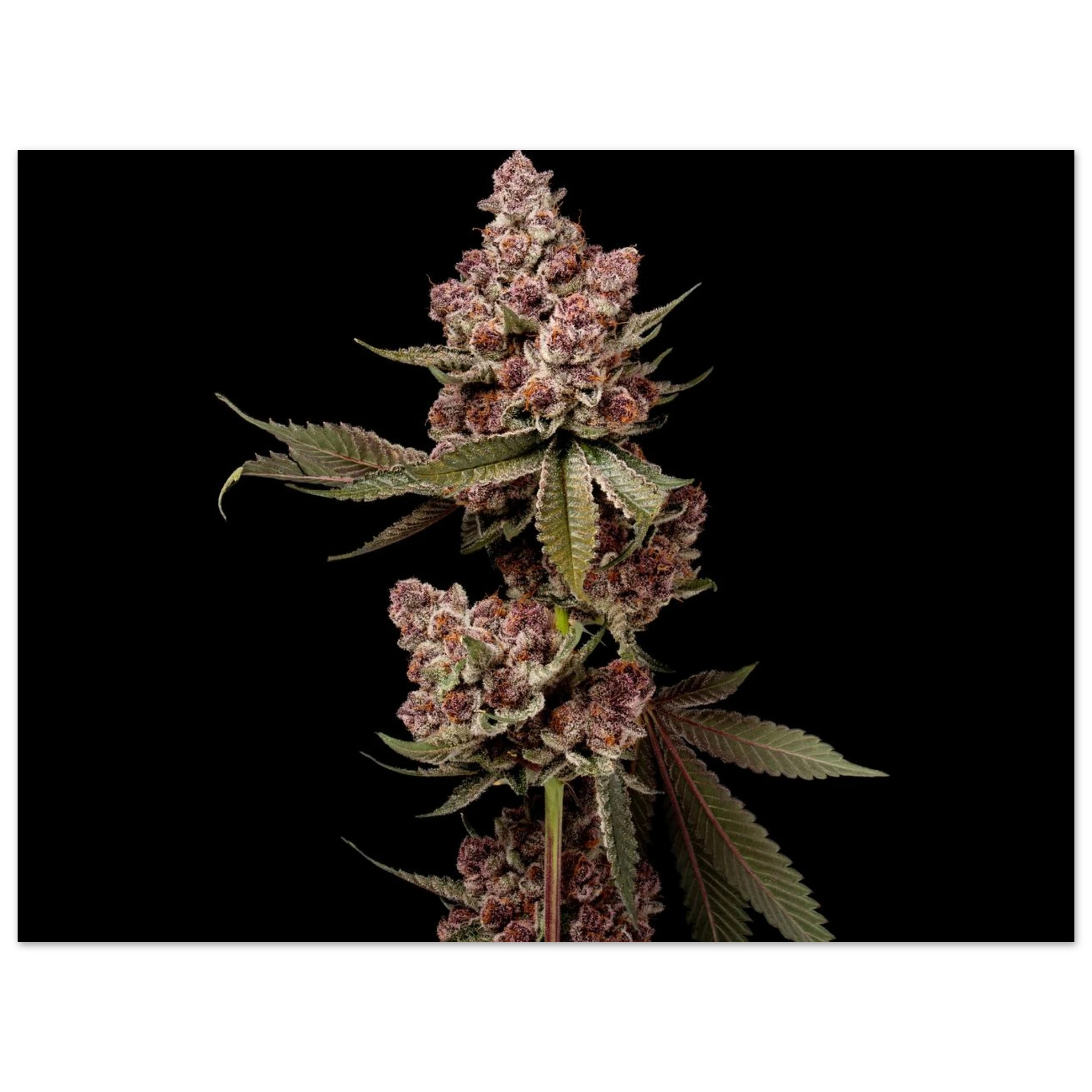 81f76785-bbb8-403e-af86-abd0f8665099