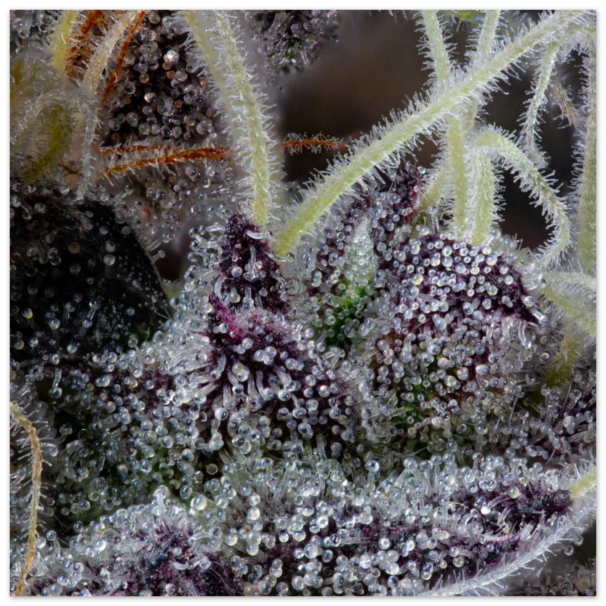 82c8709b-a979-462b-8d3c-088f819a5183