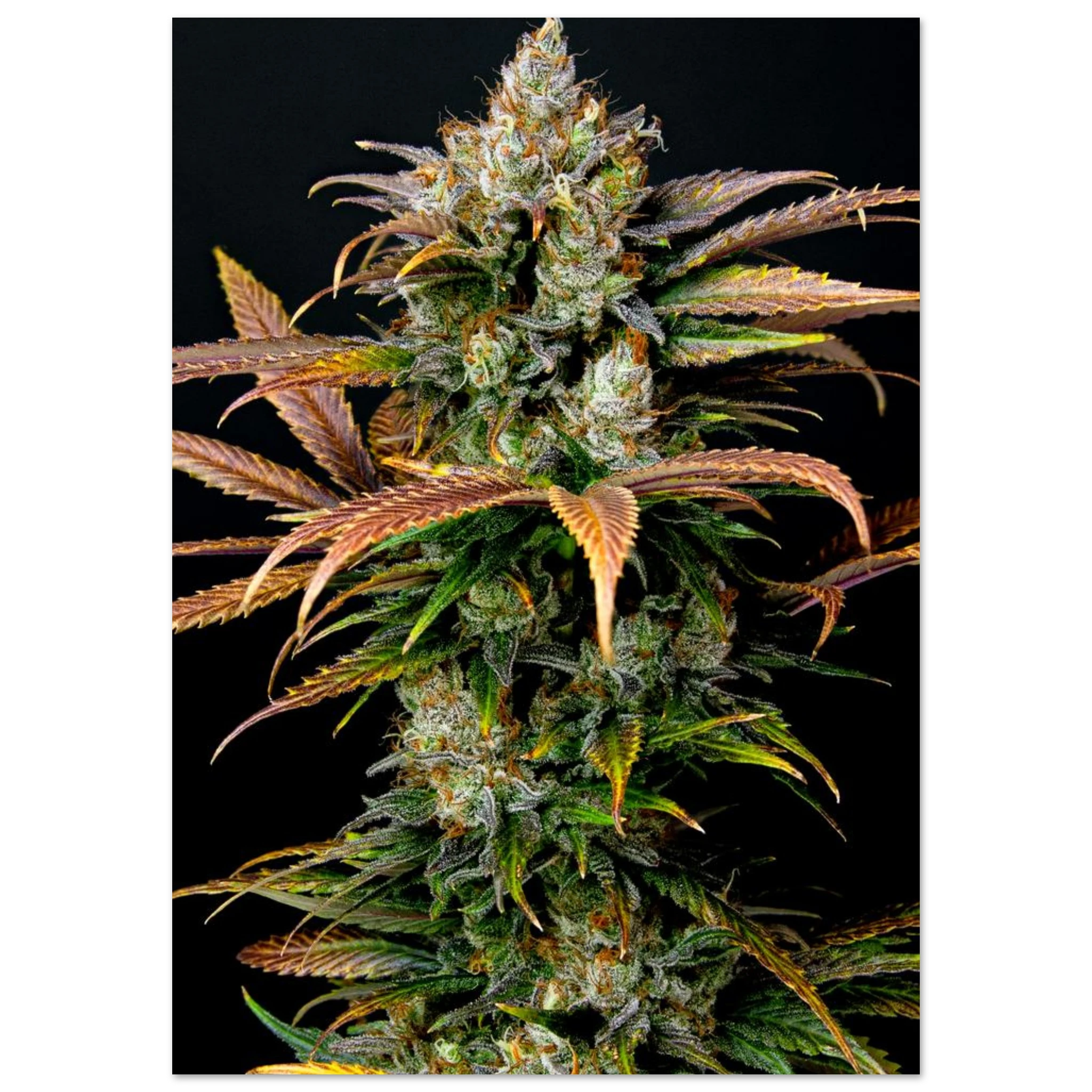 831399eb-3589-4e49-9184-e48fad135e1e