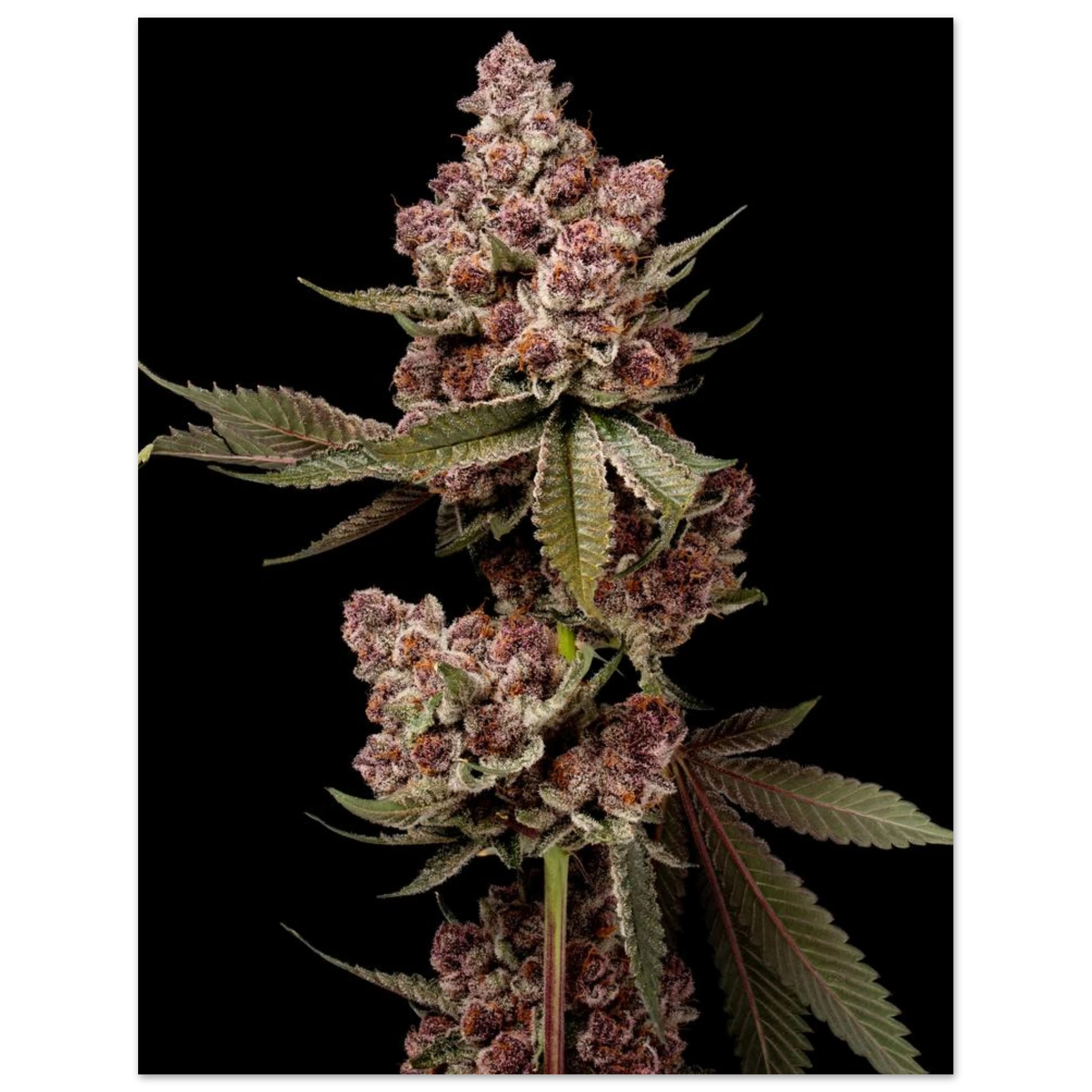 835f49e4-d42a-44fd-90a0-95a564d6bc33