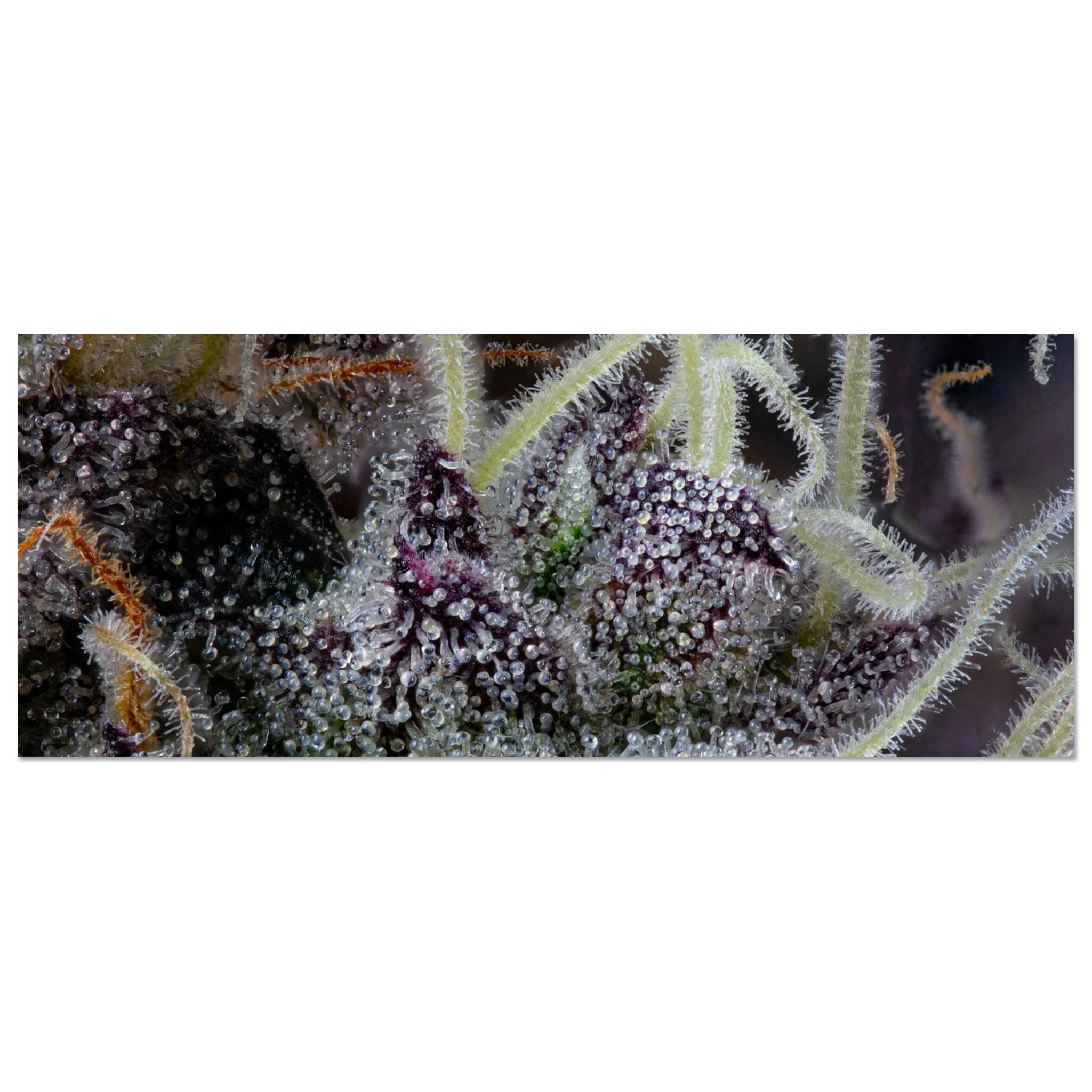 84f98520-b373-4be0-9000-b5e918f9e0e3