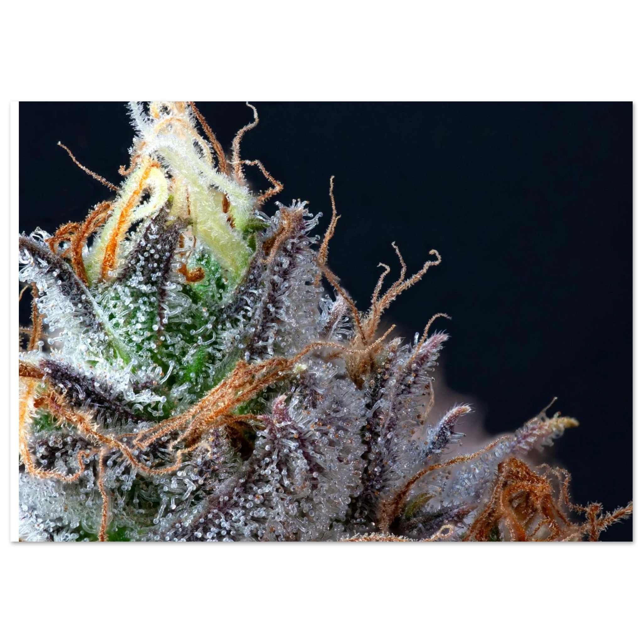 856d8c36-2898-4441-a12d-ae550cbdfd17