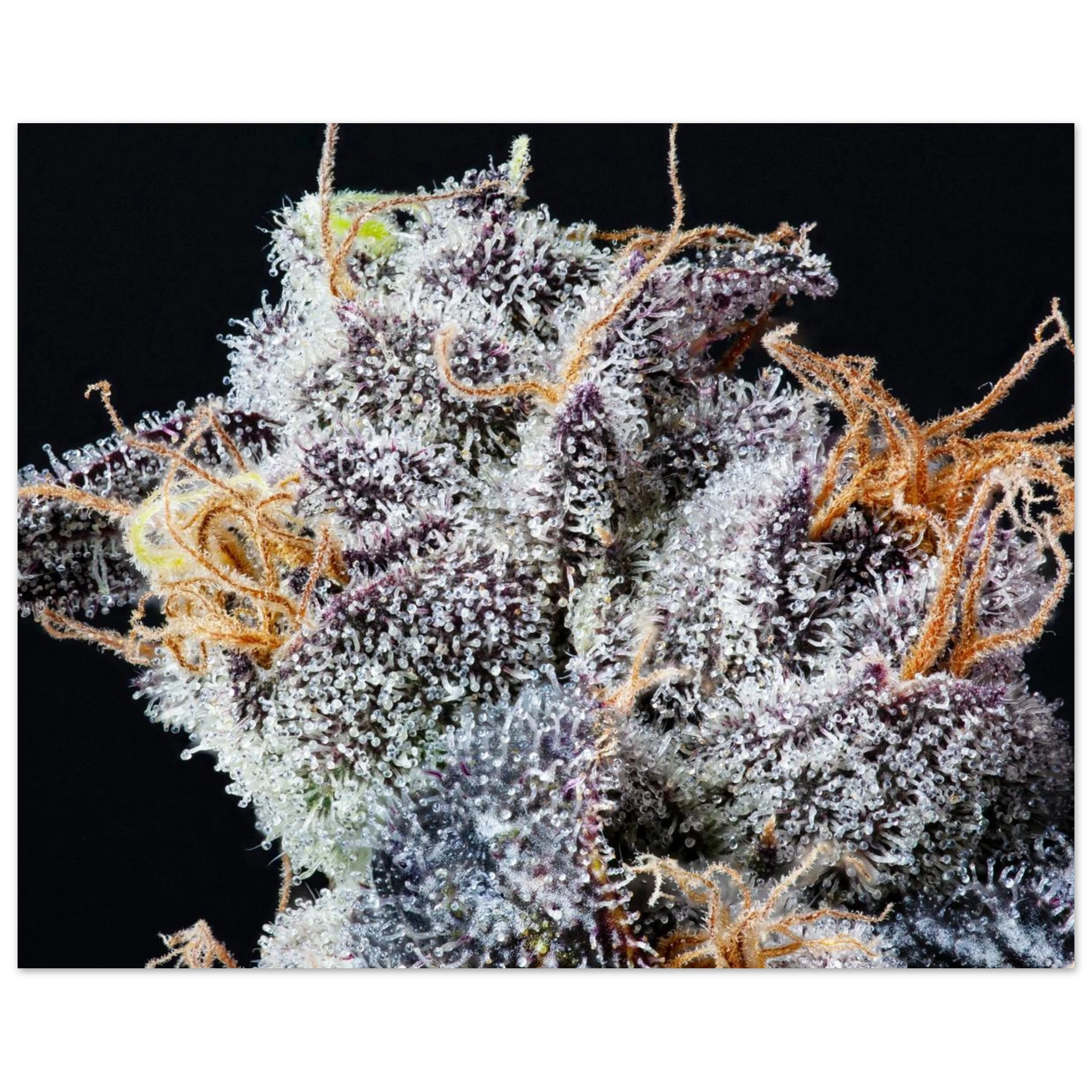 88d45acd-0741-4786-9575-ff6786eb3e9d