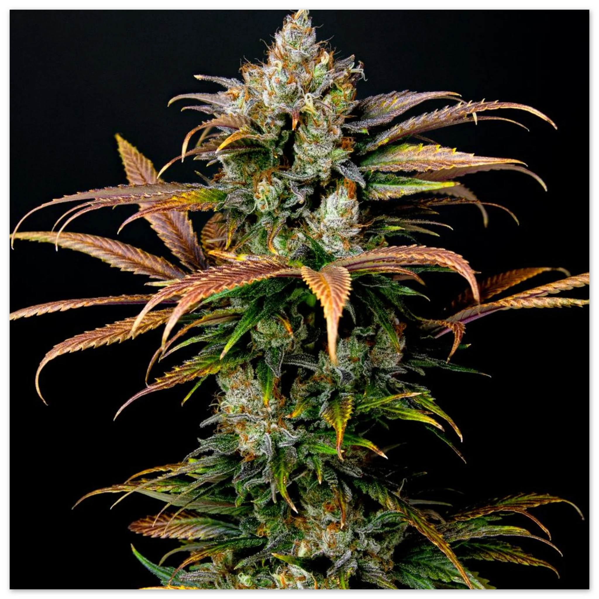 8b3335fd-f3f5-4c96-b95d-27e1c1036308