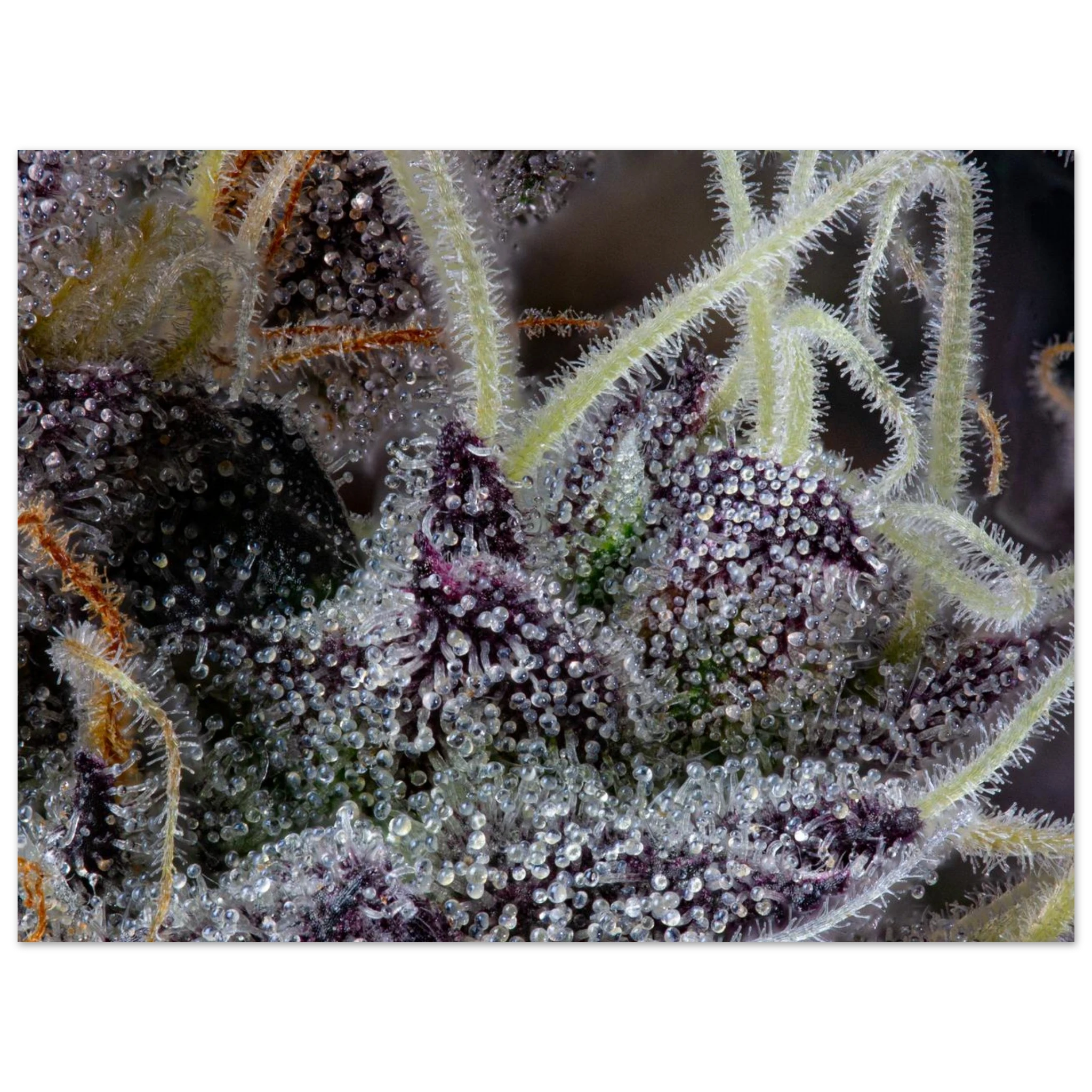 8b5a6f13-db6c-43de-a5fd-9b66997cc49b