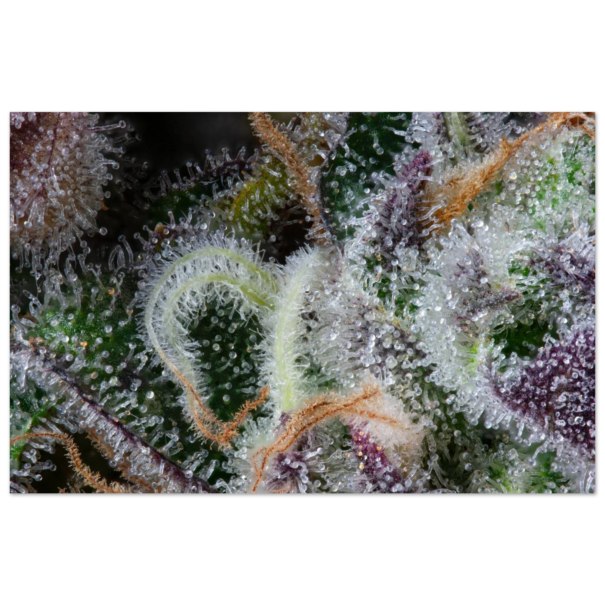 8d9b6eaf-f077-458d-a5b3-d184f8f9c248