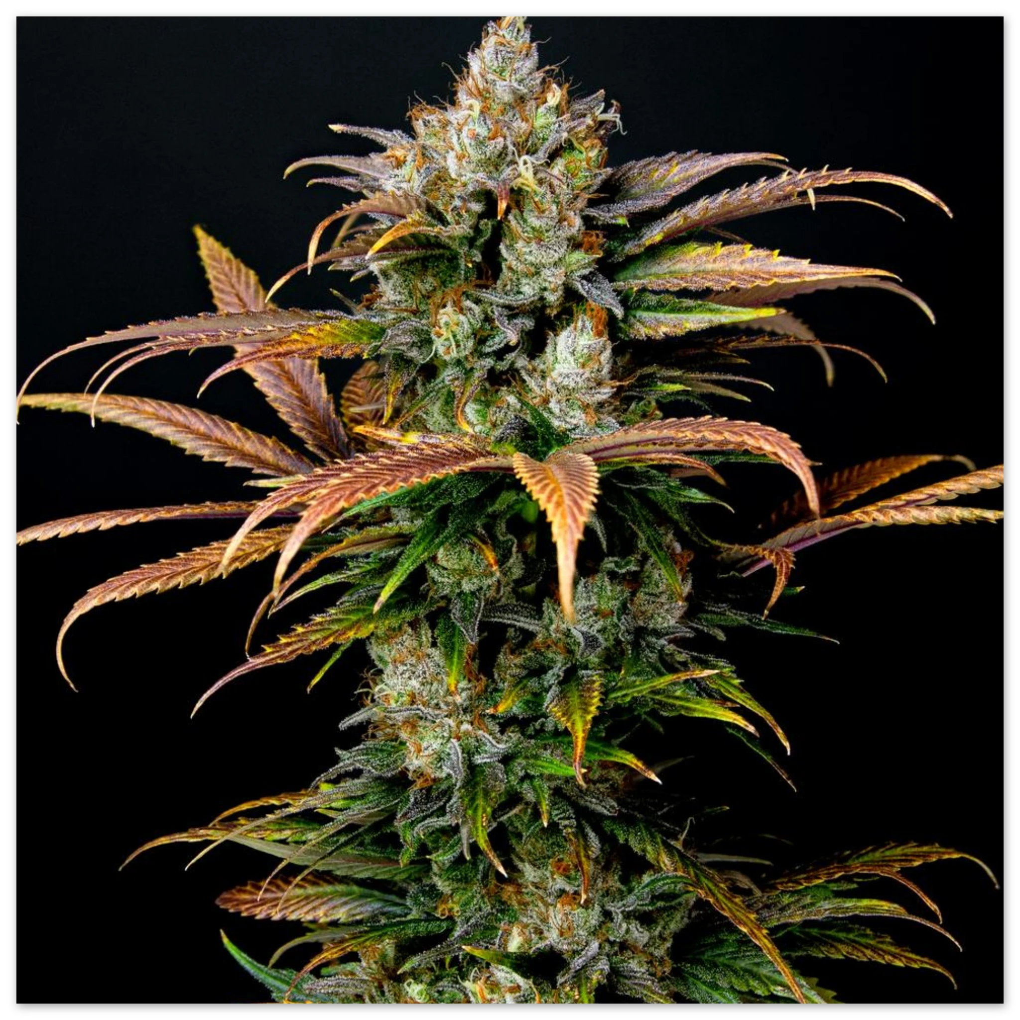 8f34cddf-fe8c-41ba-96ef-0dcbfc3e362b