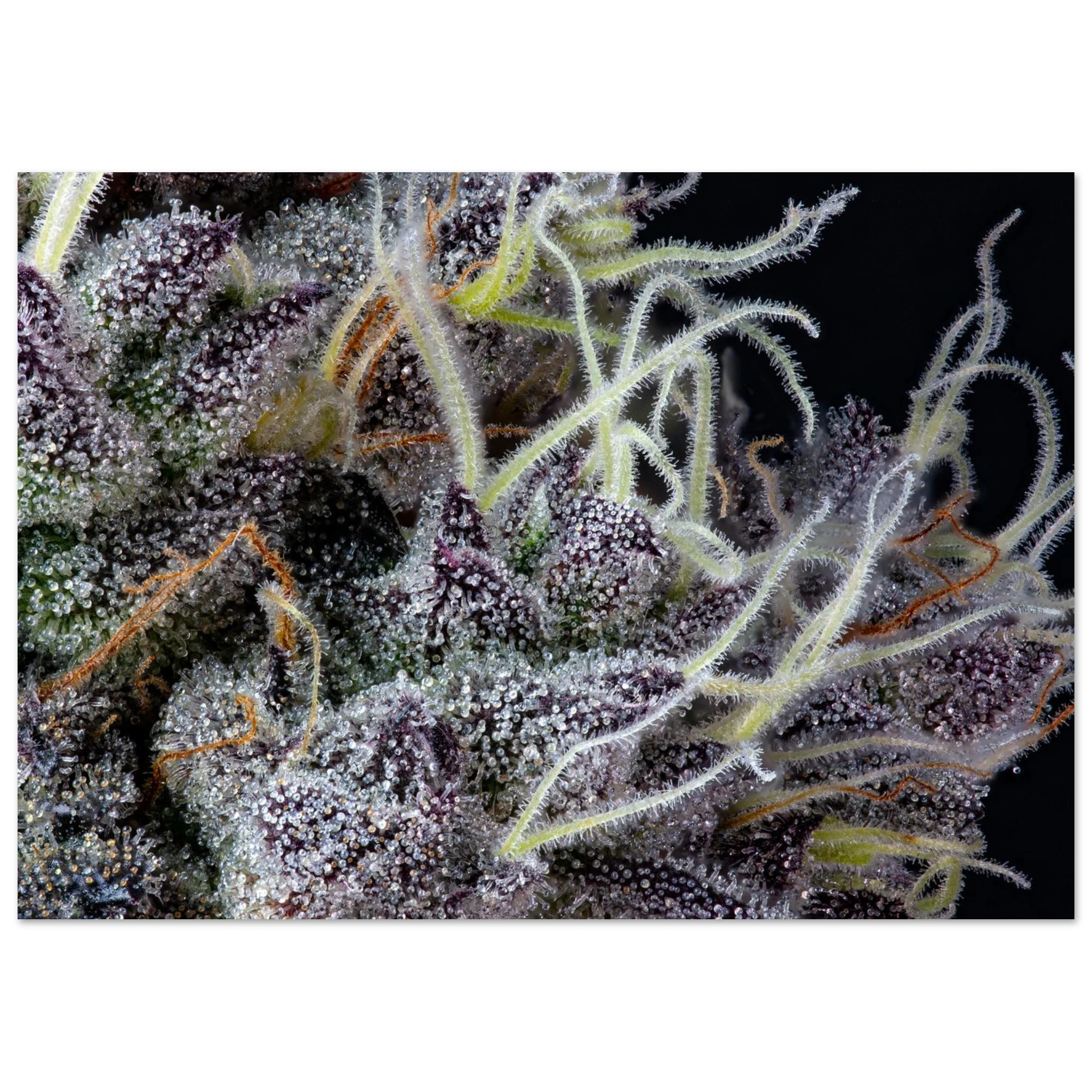 928e68f3-bb68-439f-8abb-06c24bb2ca0c