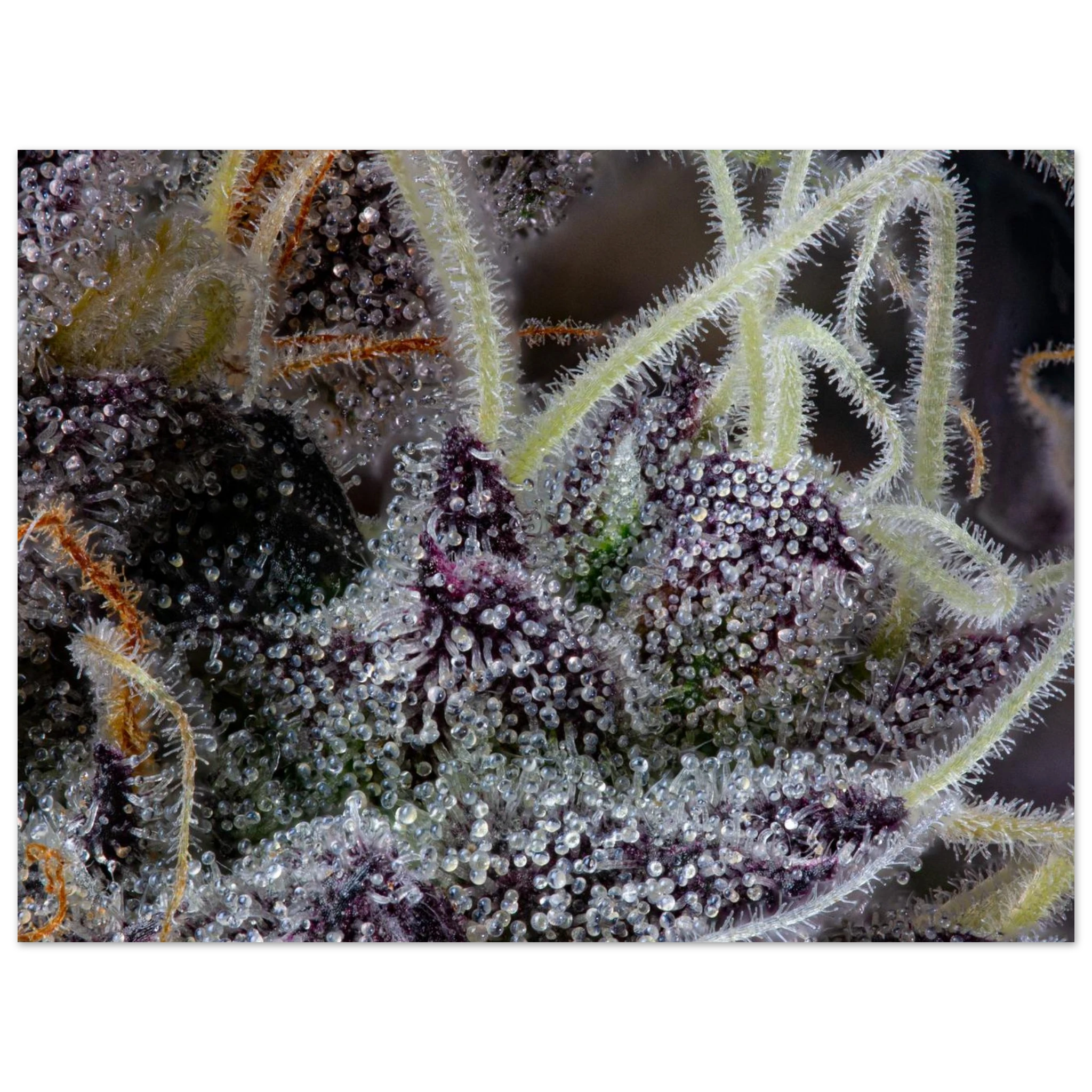 932a4563-321c-463a-ad51-0f5cfd21ac7c