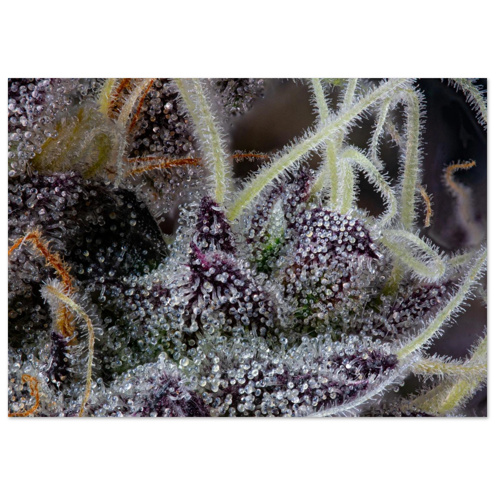 9542c242-16e0-44f1-9f91-1571fcb74d79