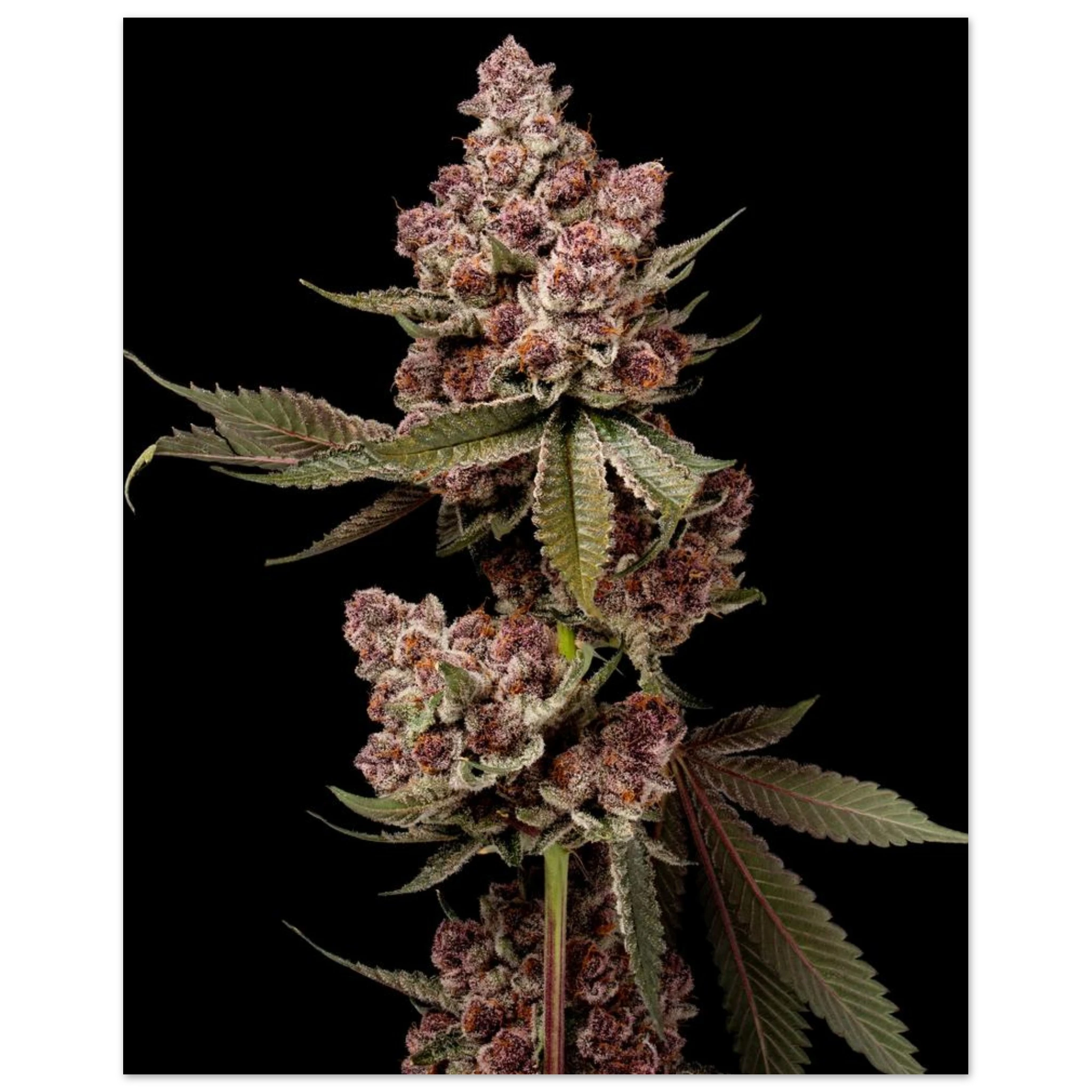 958b61fa-791b-427c-b1aa-aa4c99136a49