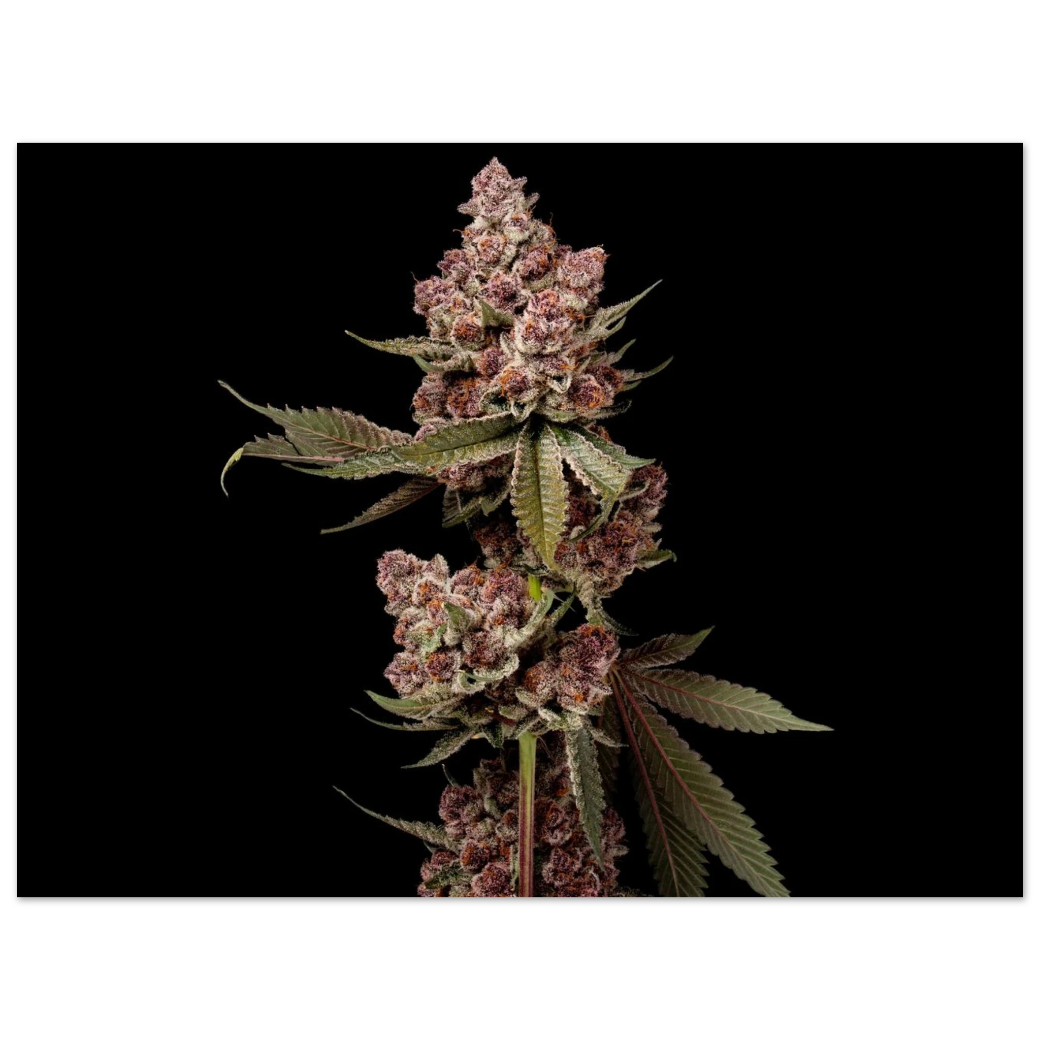 96020e8b-e80b-4dac-bca6-57af1221e739