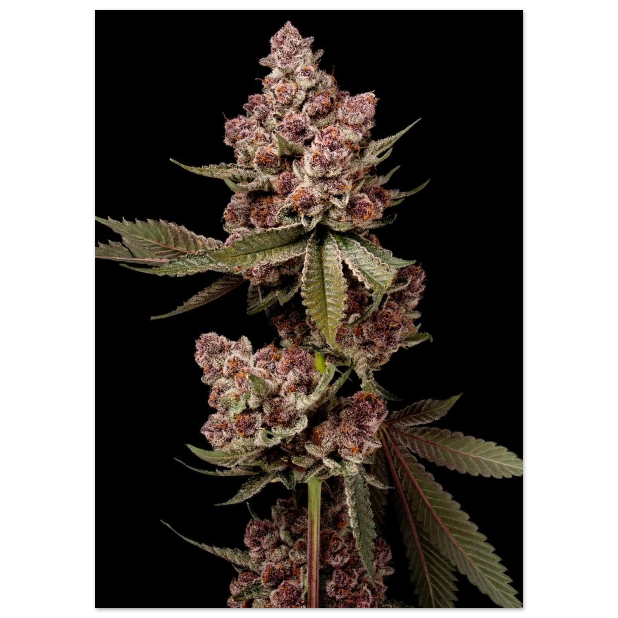 96a6ffe6-23ab-434e-bb7c-b7c4ee1fe04a