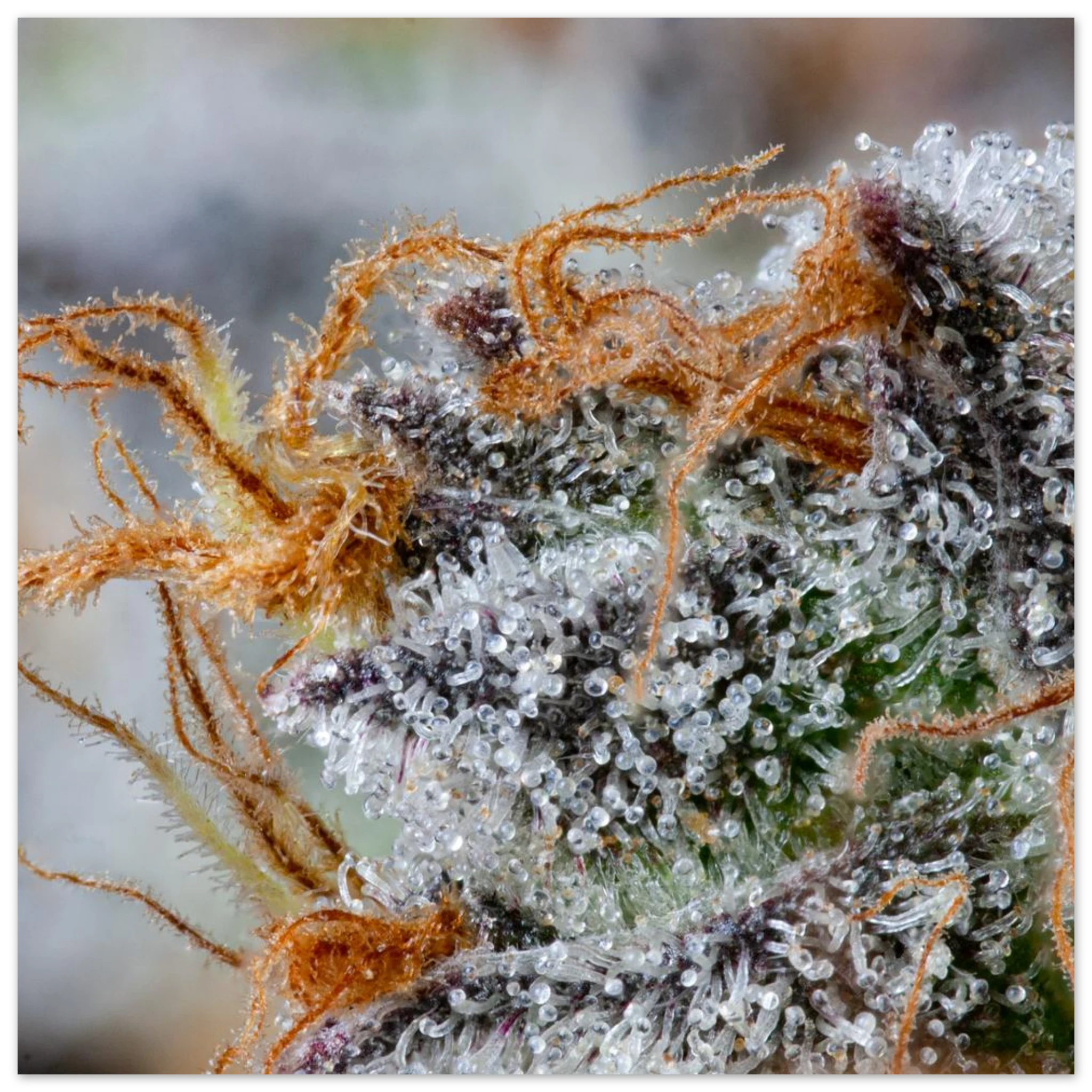 991453f8-f1f2-4d11-ac0f-4f5d50c5ee10