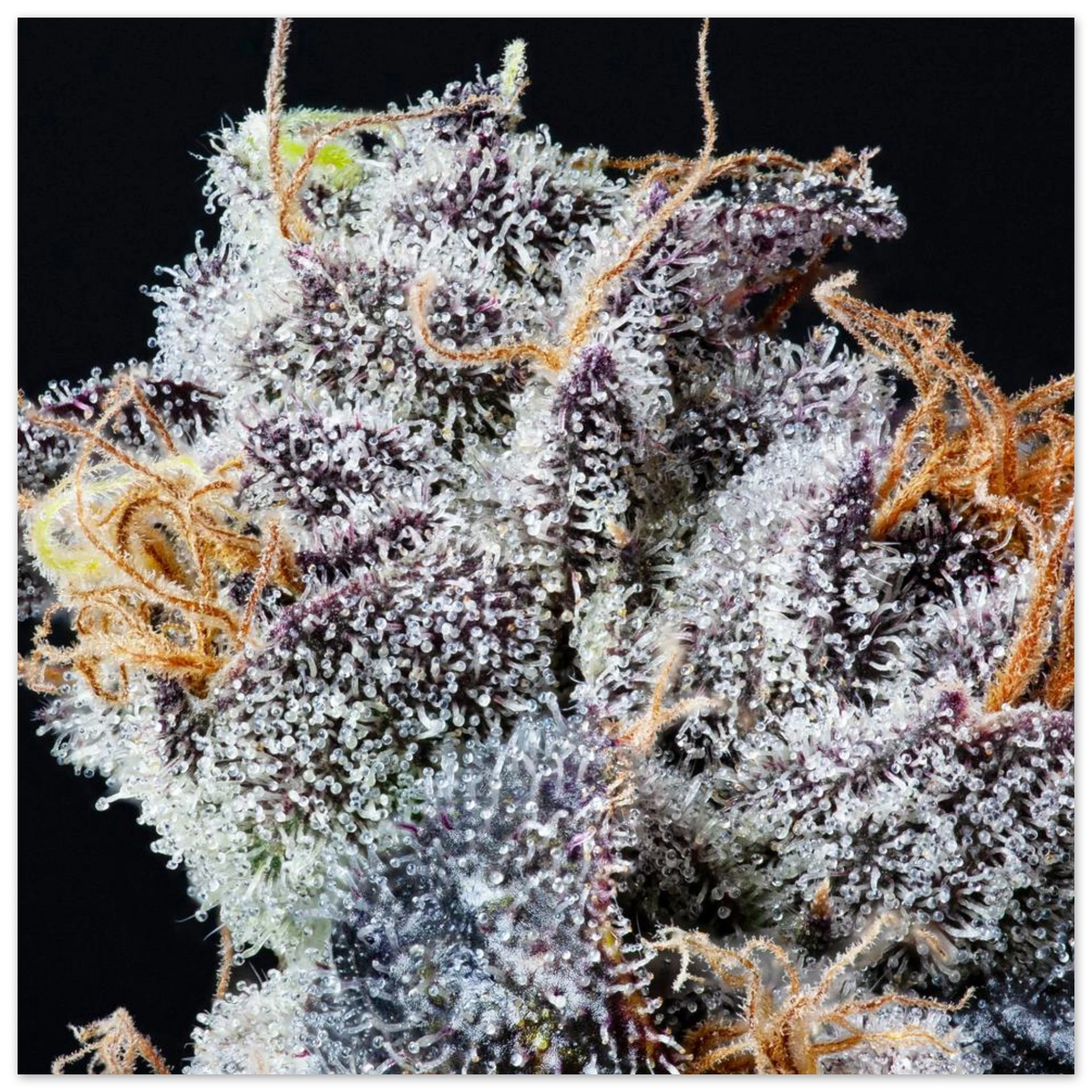 9a192cc7-e5ab-4bbf-8be6-0e2629c77d92