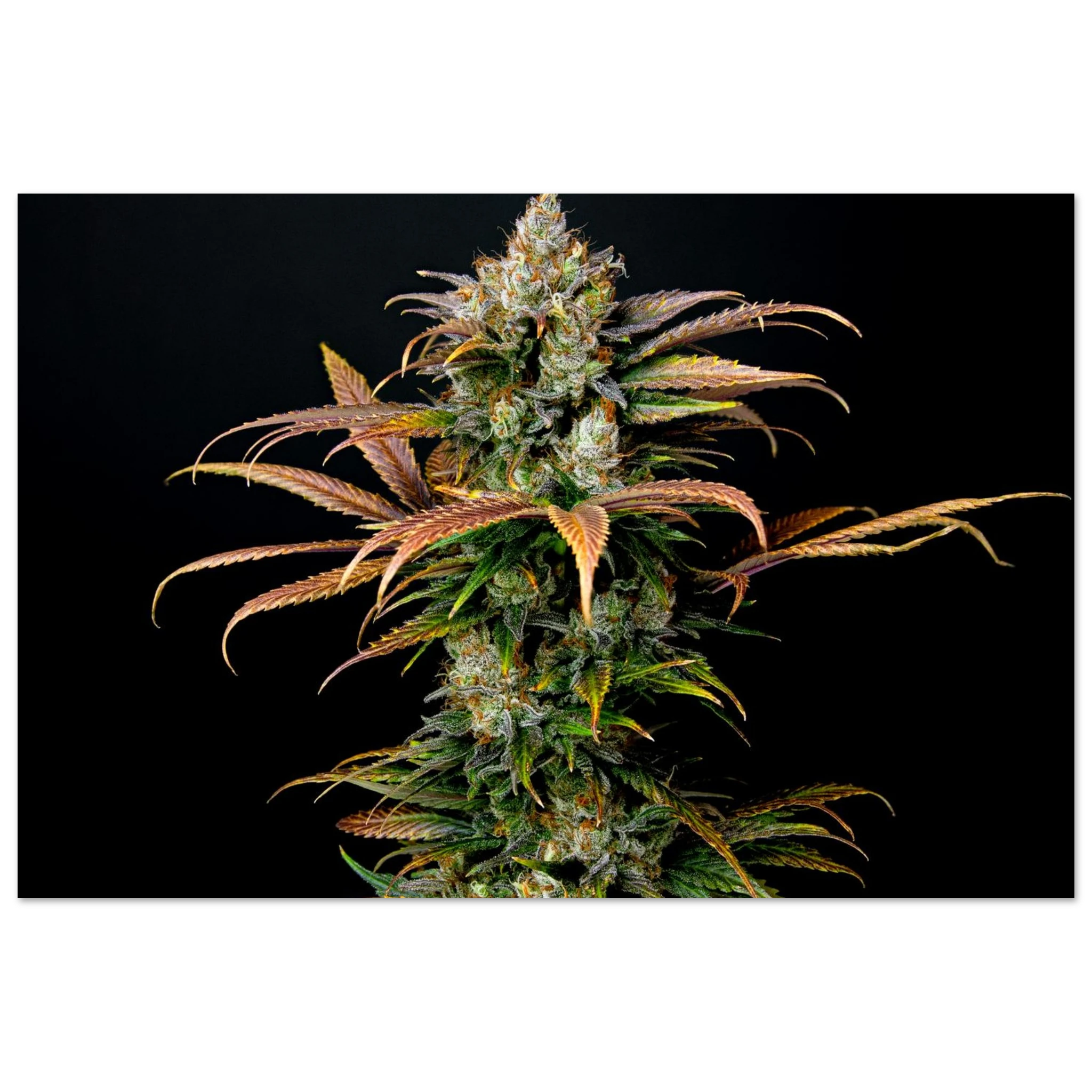 9d135d3d-04e4-4206-a6d1-c11d7d71b2db