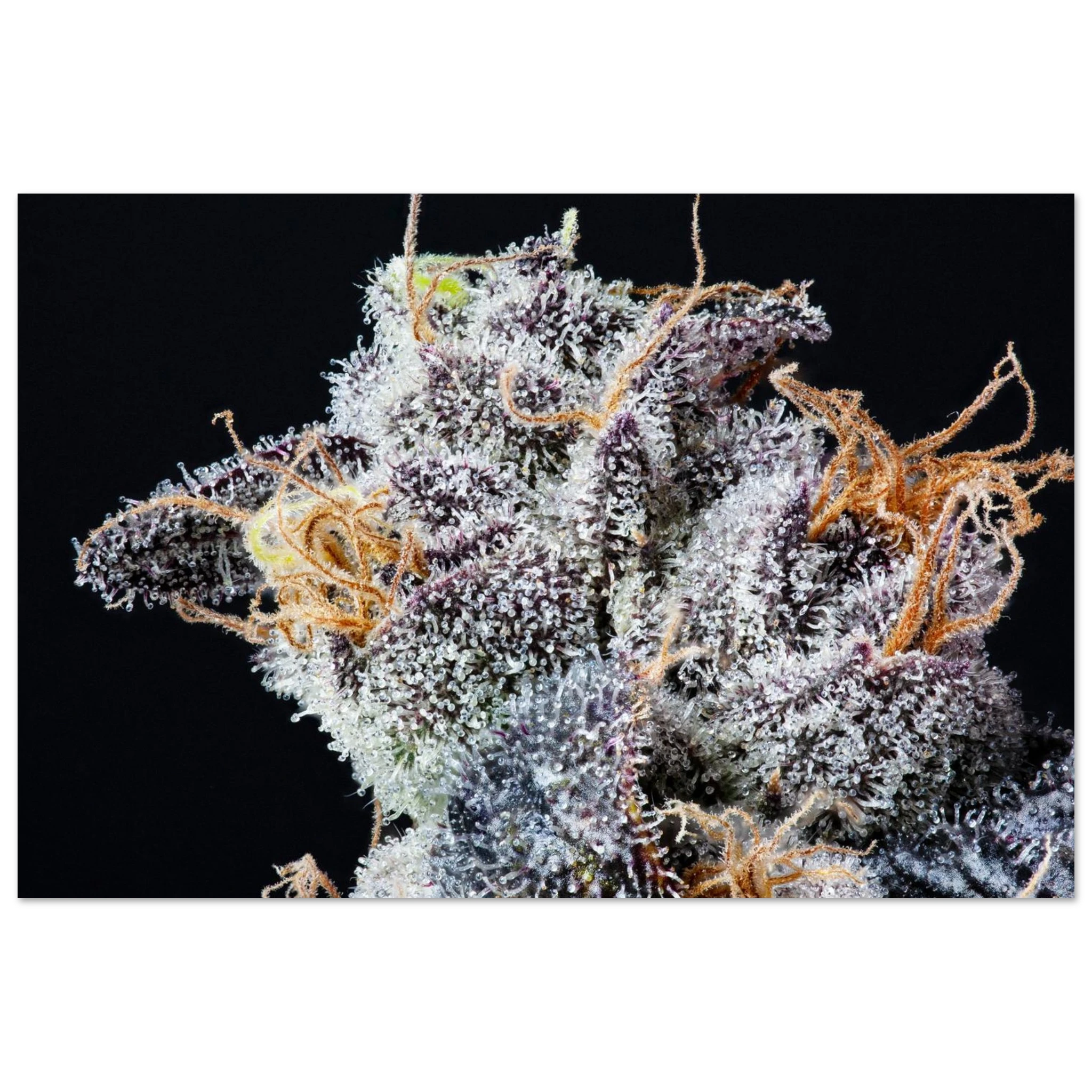 9efce2e8-2ecc-4931-9552-cb4220b1d05a