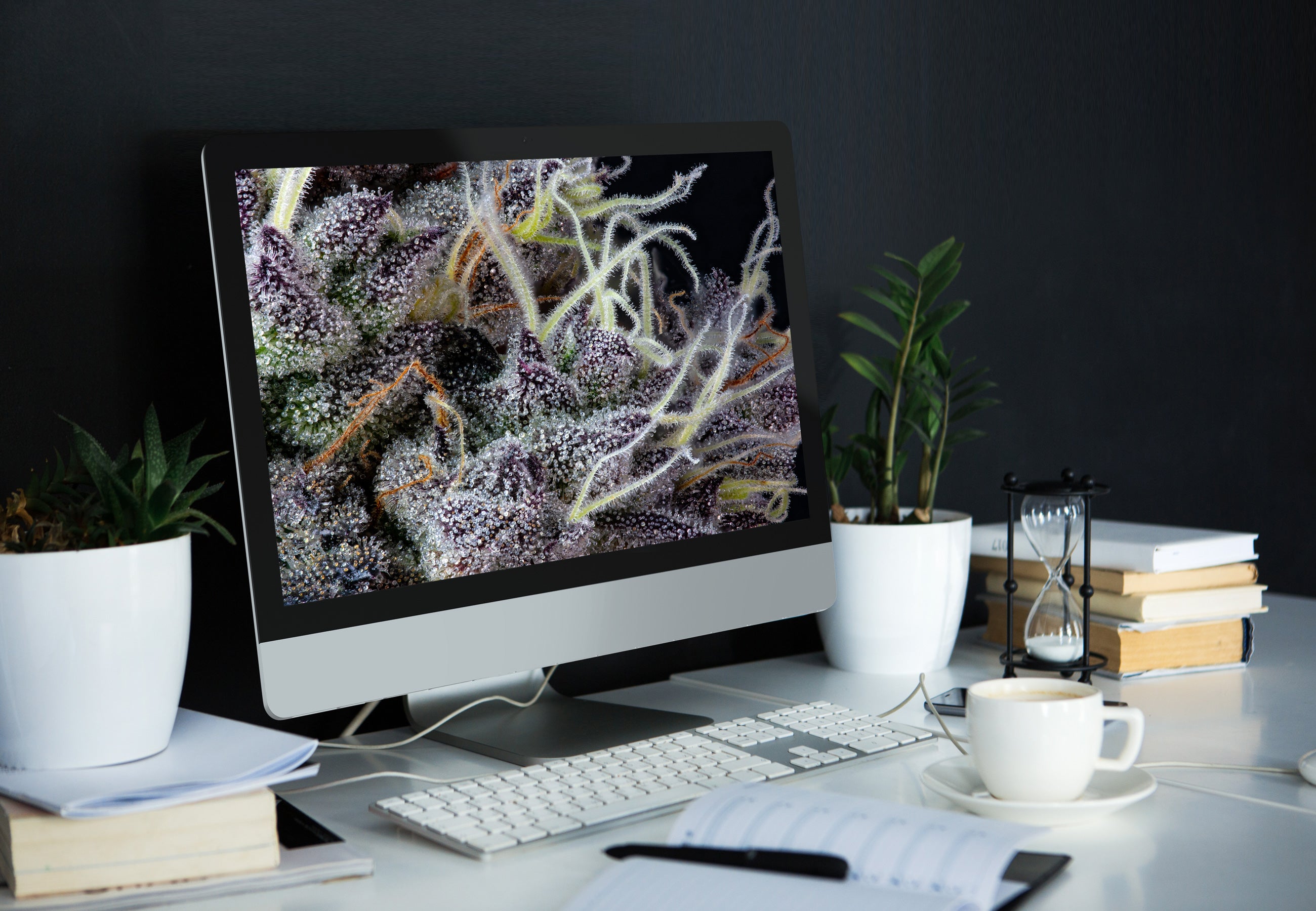 High Res Cannabis Photo Bundle