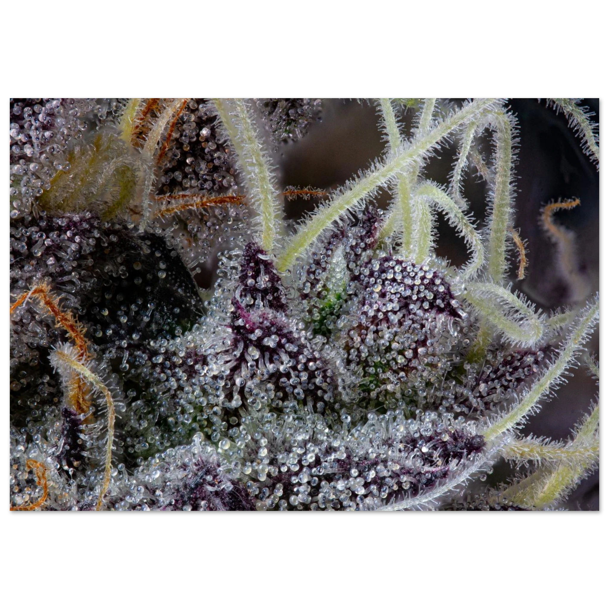 a72021a1-e789-44fb-9453-61b2a77e0eca