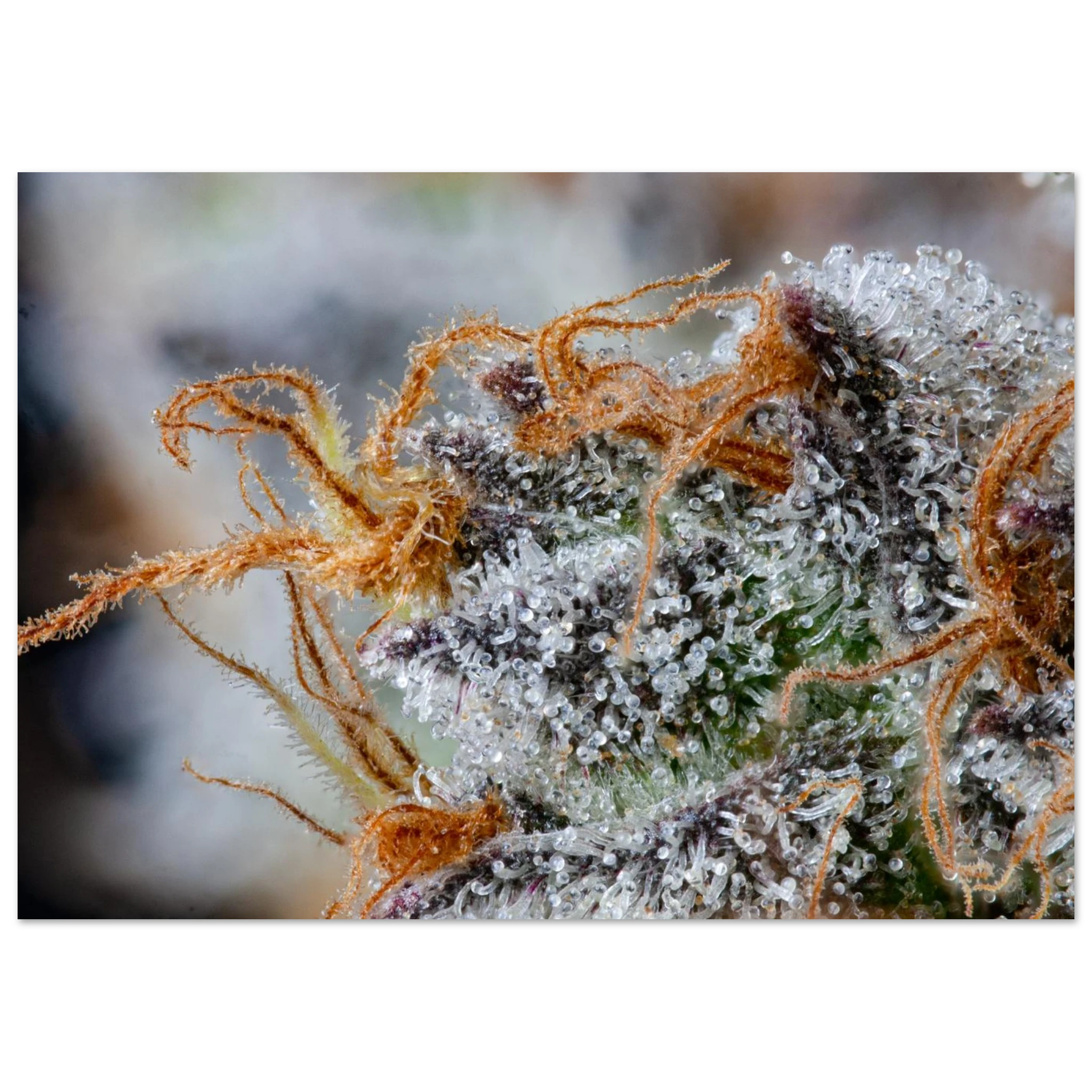 a877e939-658d-418e-b7be-4a50e16e1f76