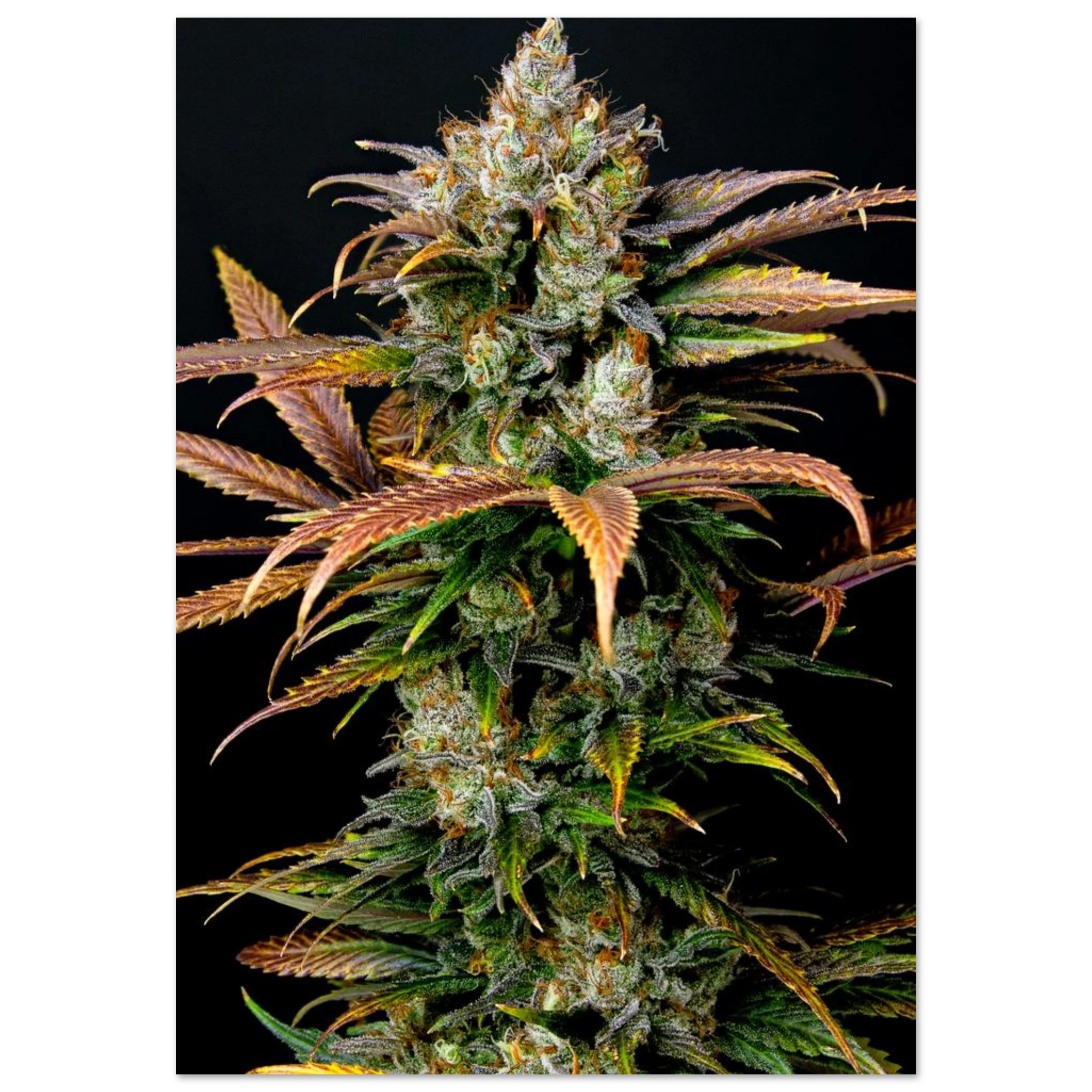 aaf0ed64-9e72-4849-95f3-45f12dabbba5