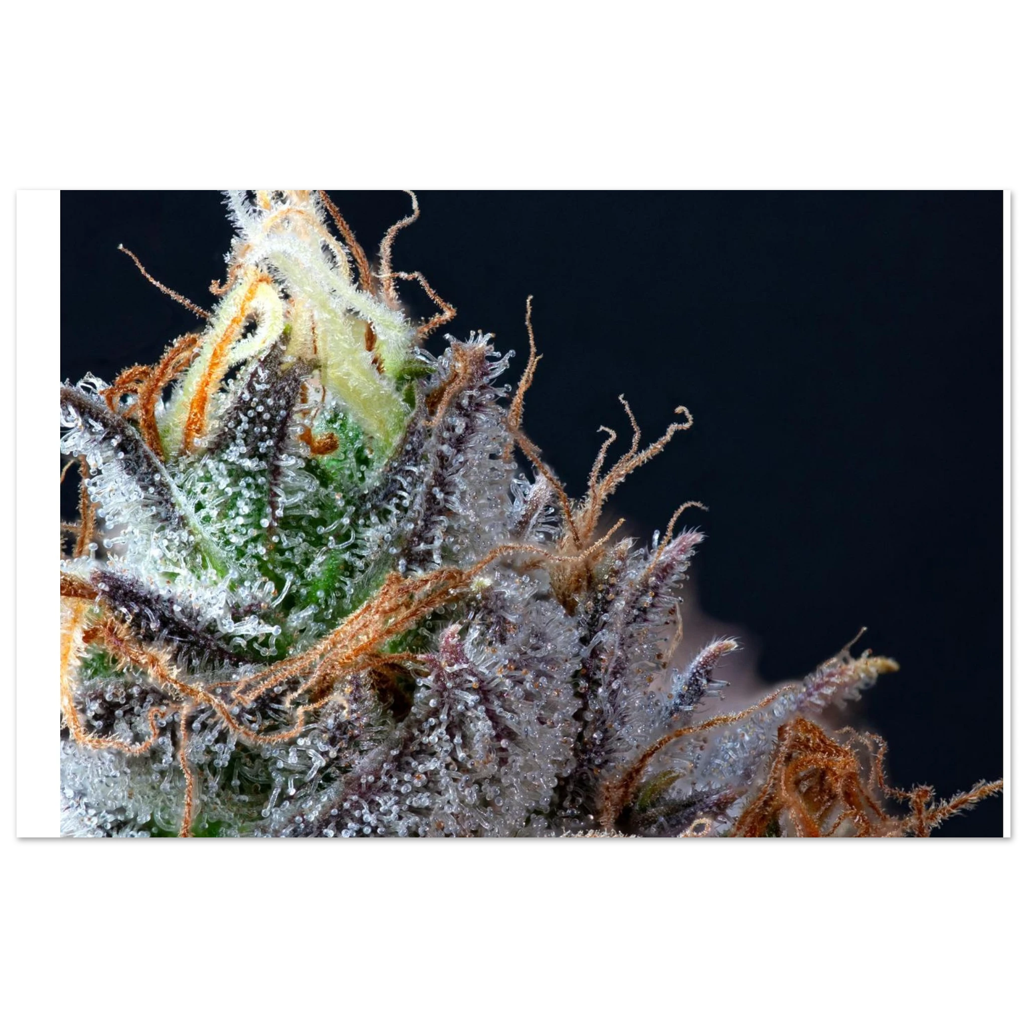 ac6b6e32-702c-4533-92e9-410eb0f51957