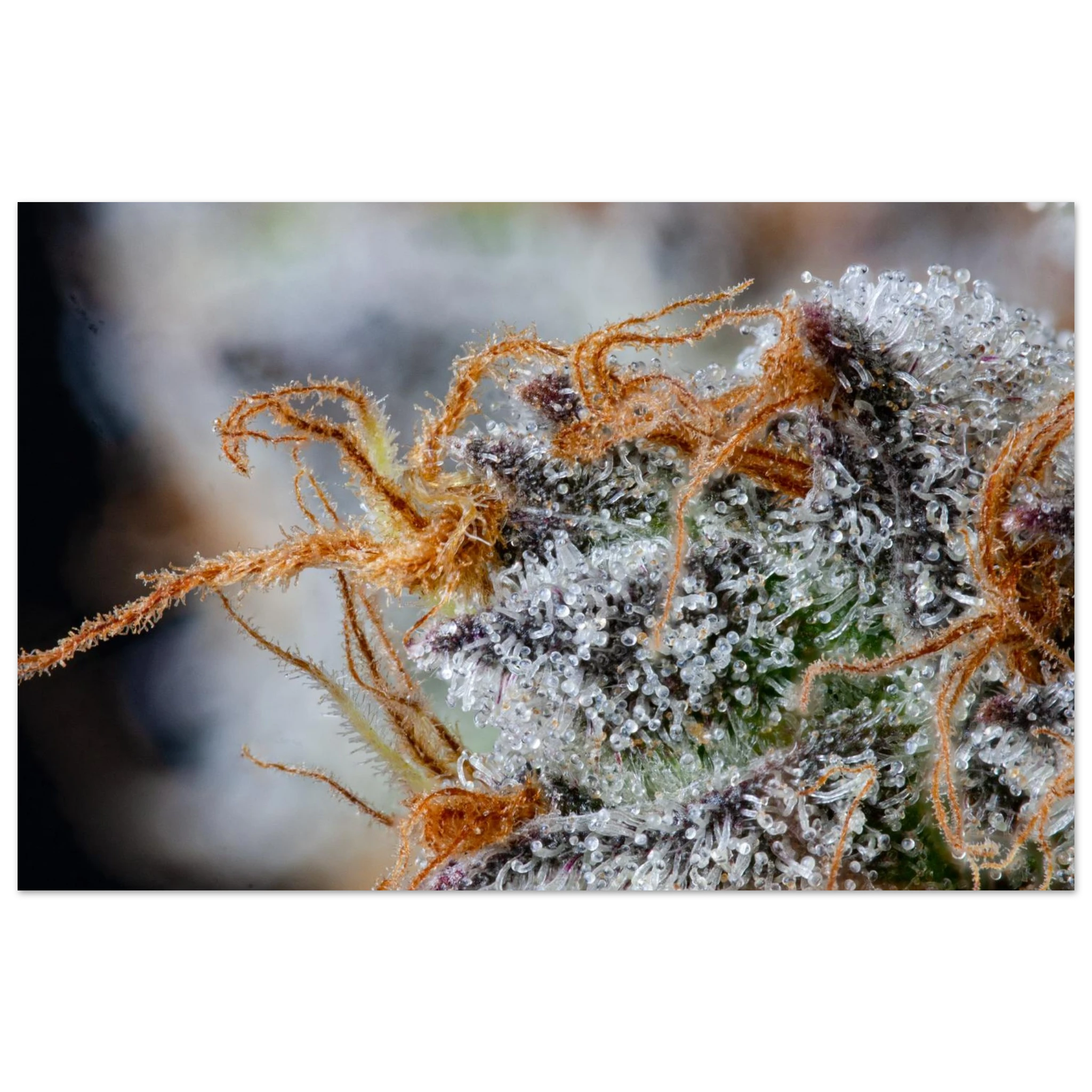 acc3a4ce-bebd-4664-ae61-54d061b7d3f5