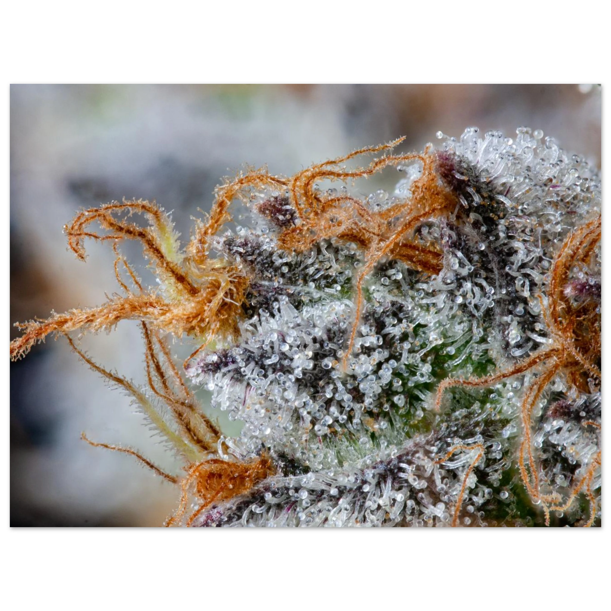 ae474e68-6d2c-4db0-b5ea-ac9235aeeb1e