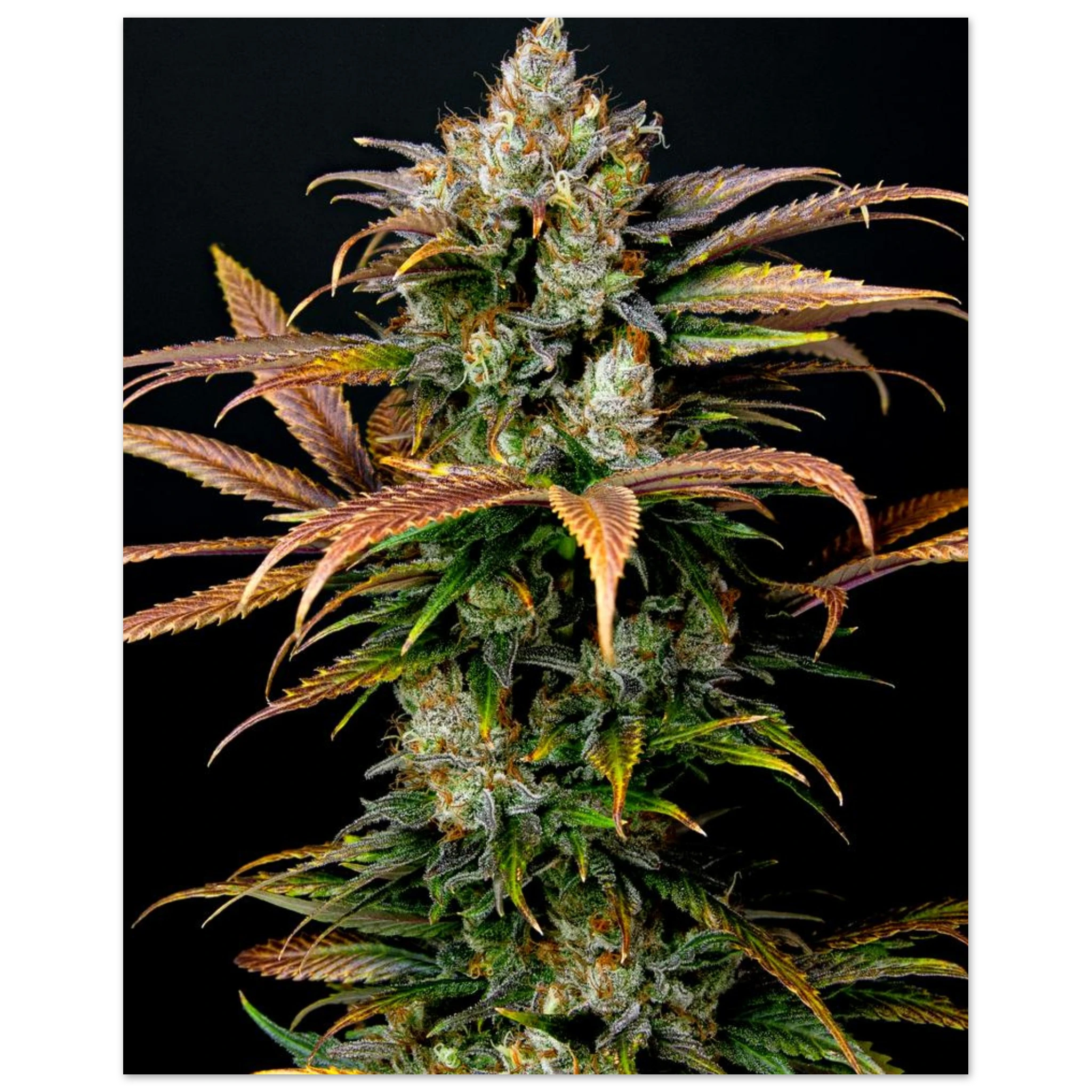 aec3c393-dc23-4e2f-81dd-733a04543030