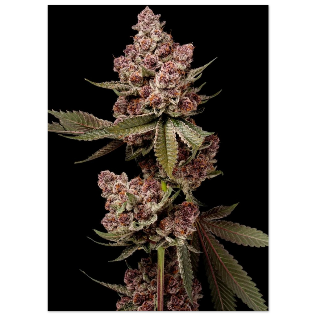 afa1a9f7-c103-418b-a126-dbfeb471a2b4