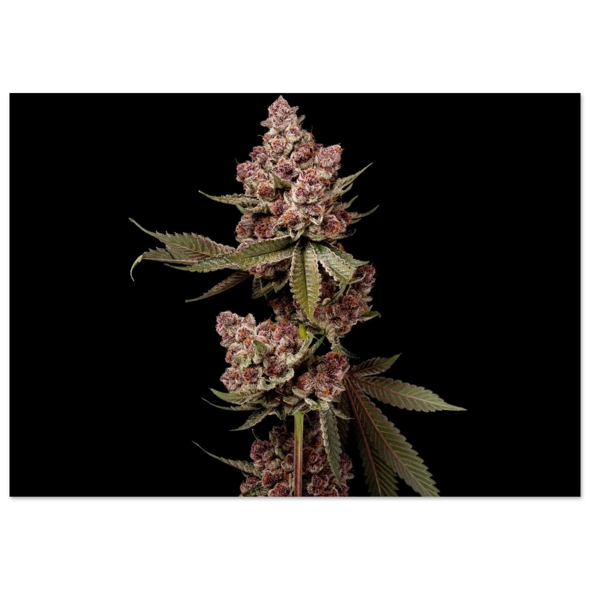 b2696fe3-f194-473d-8112-e7697ef68c96