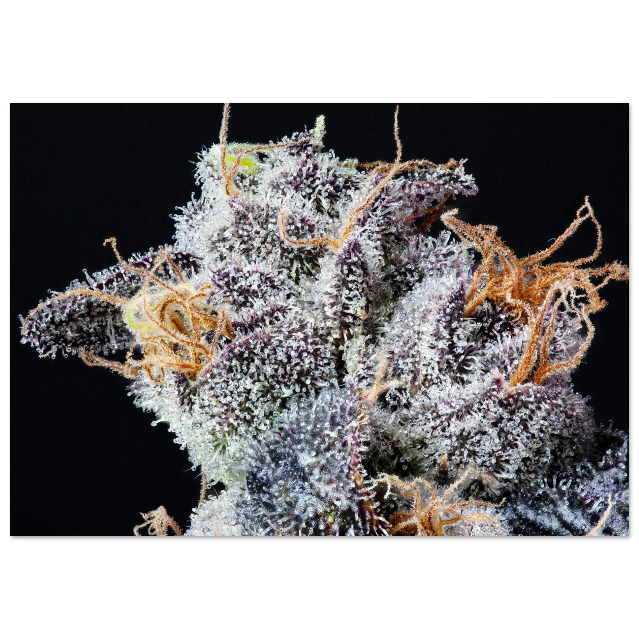 b2c5bf67-a75c-4a56-a6f9-9dfe7b07749f